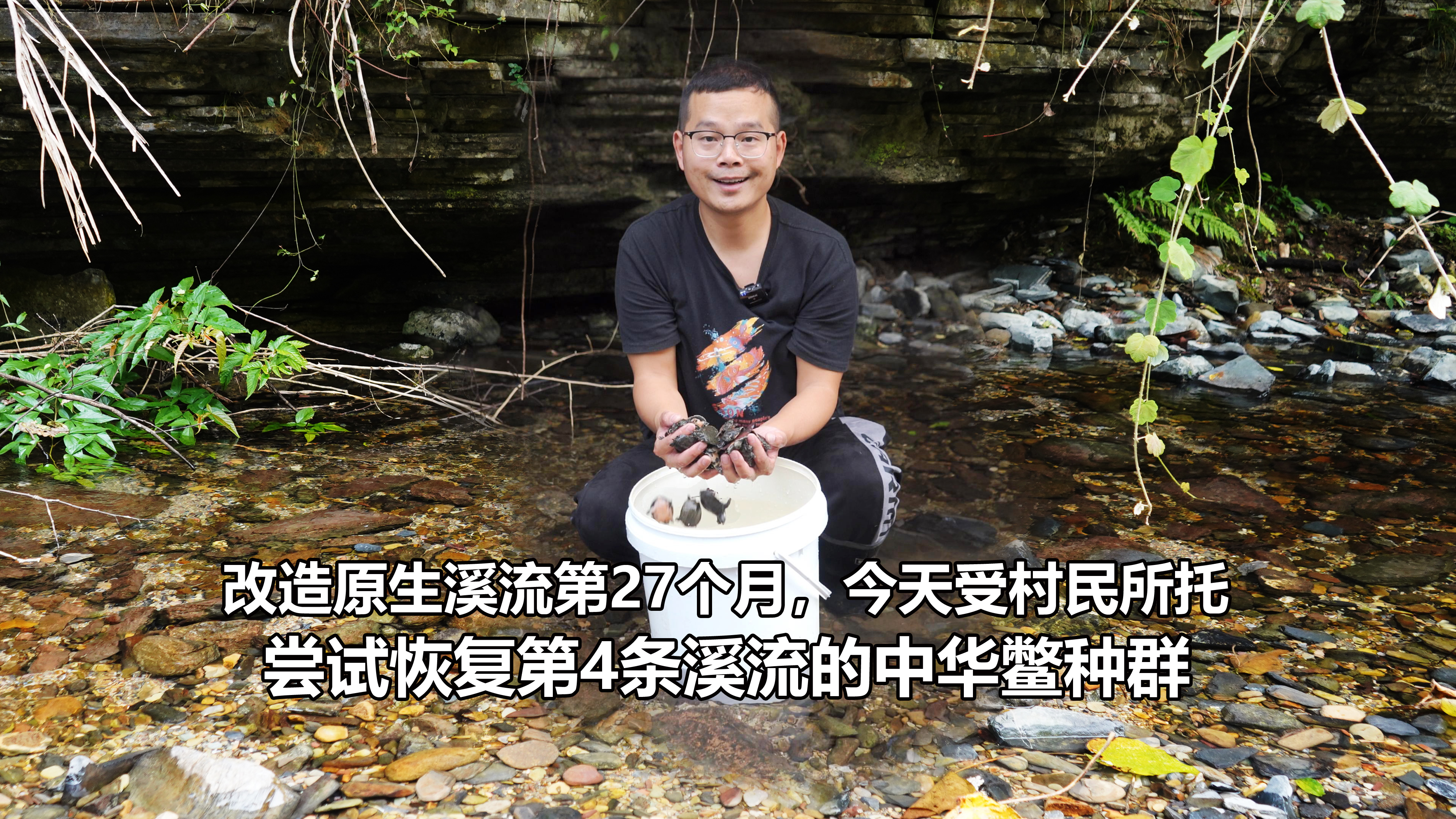 恢复水生物种第27个月,受村民所托尝试复原第4条小溪中华鳖种群