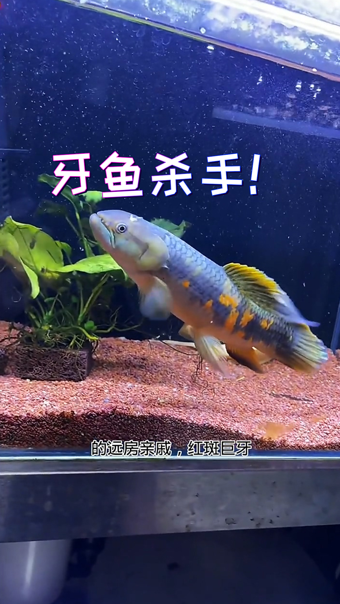 这可能是出镜时间最短的新成员了