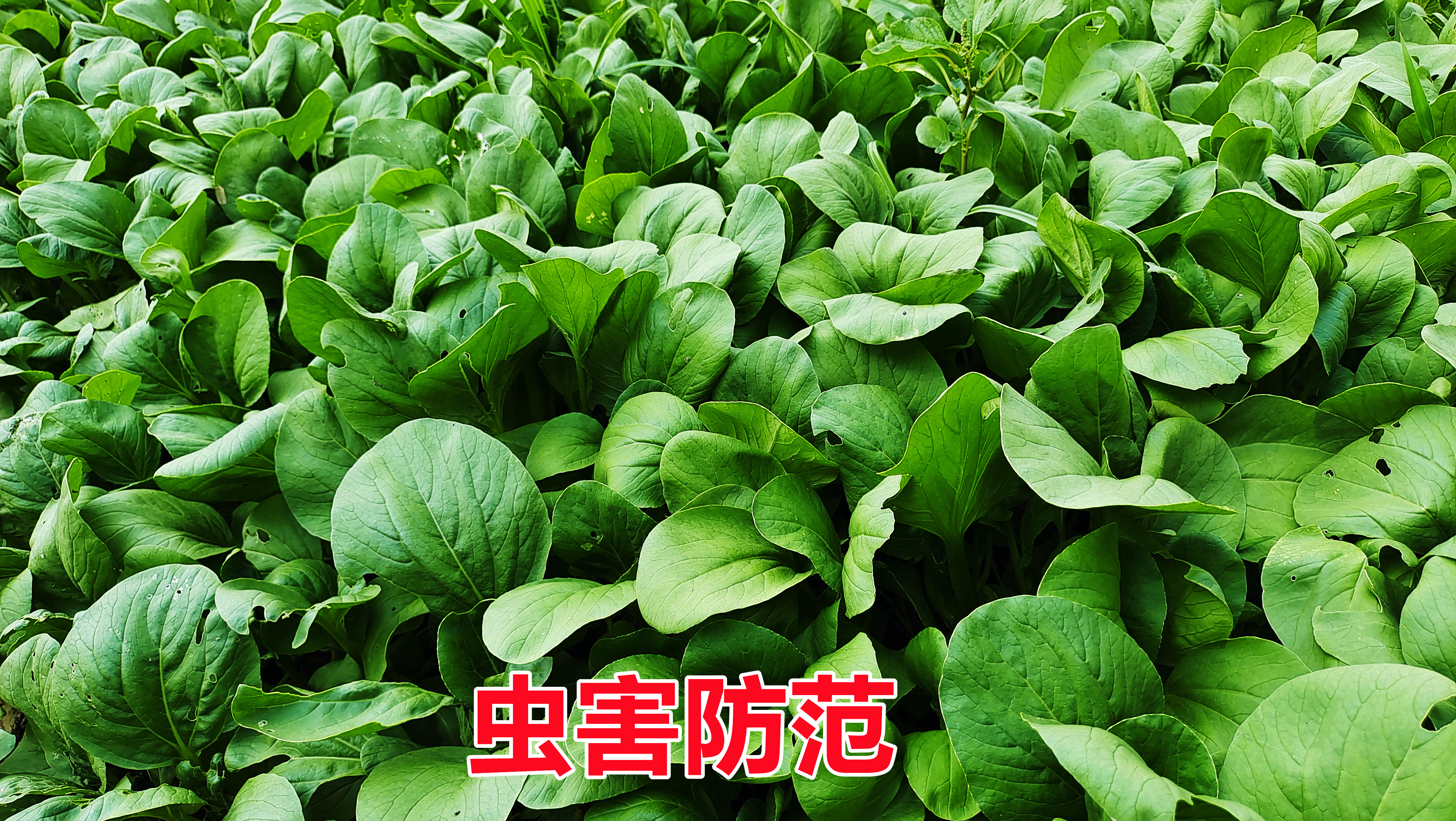 种植萝卜白菜等叶类菜,出苗后要防护这种虫害,不然后面长不好