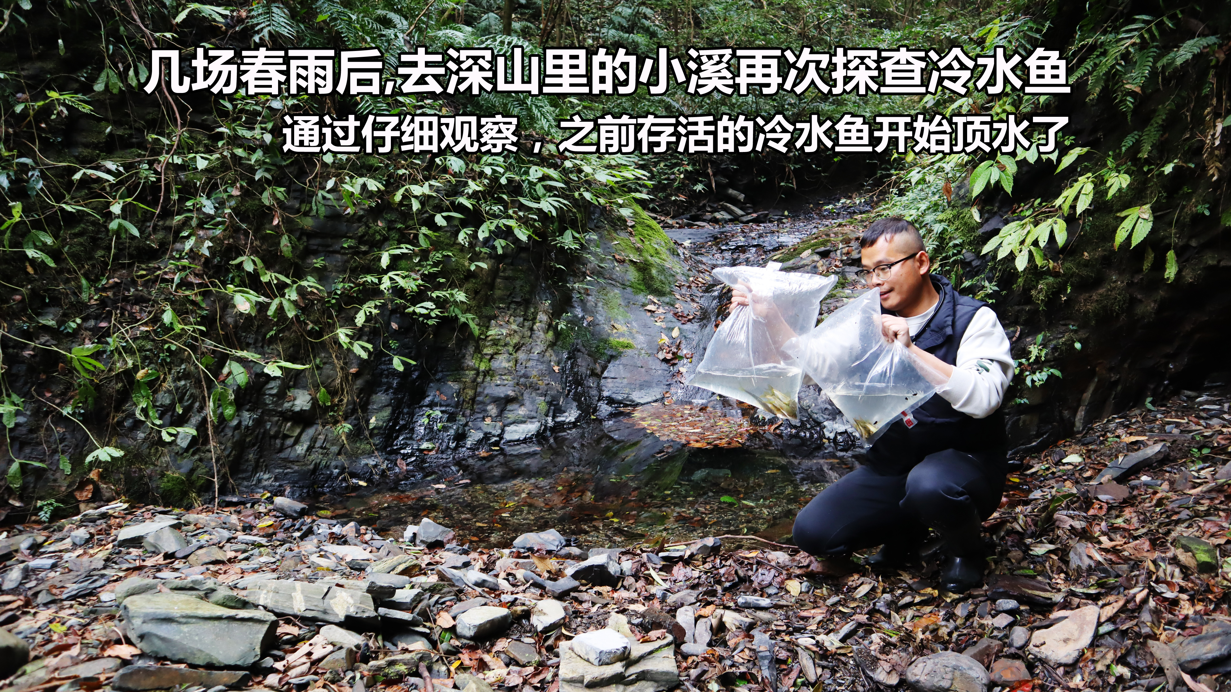 500多天一直努力让这条小溪恢复鱼群,春雨后再探,还是有惊喜的