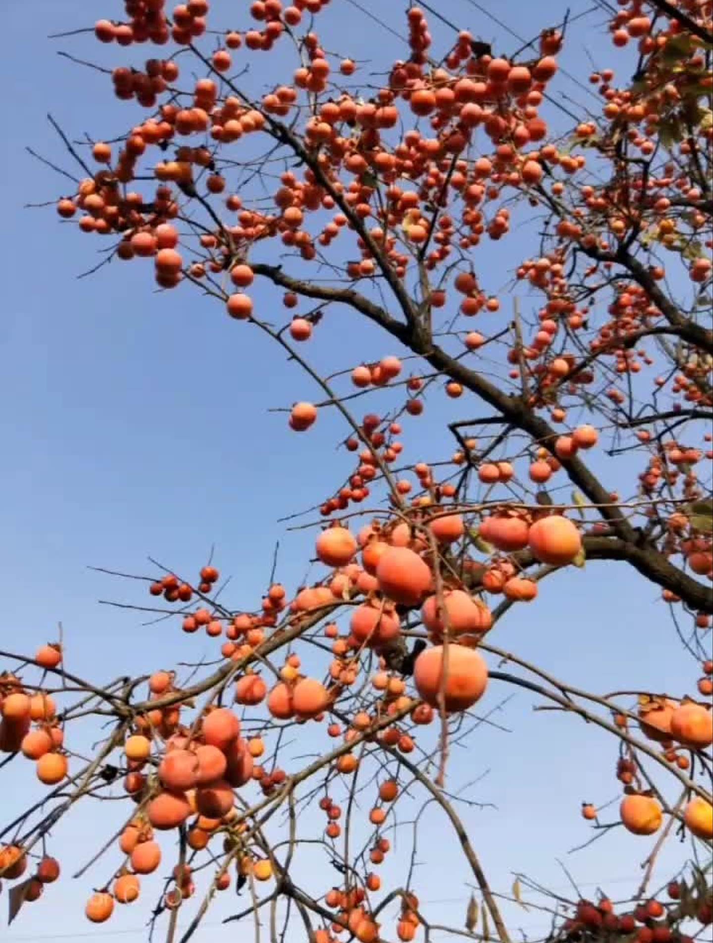 峡西火罐柿子看看这跟火一样-度小视