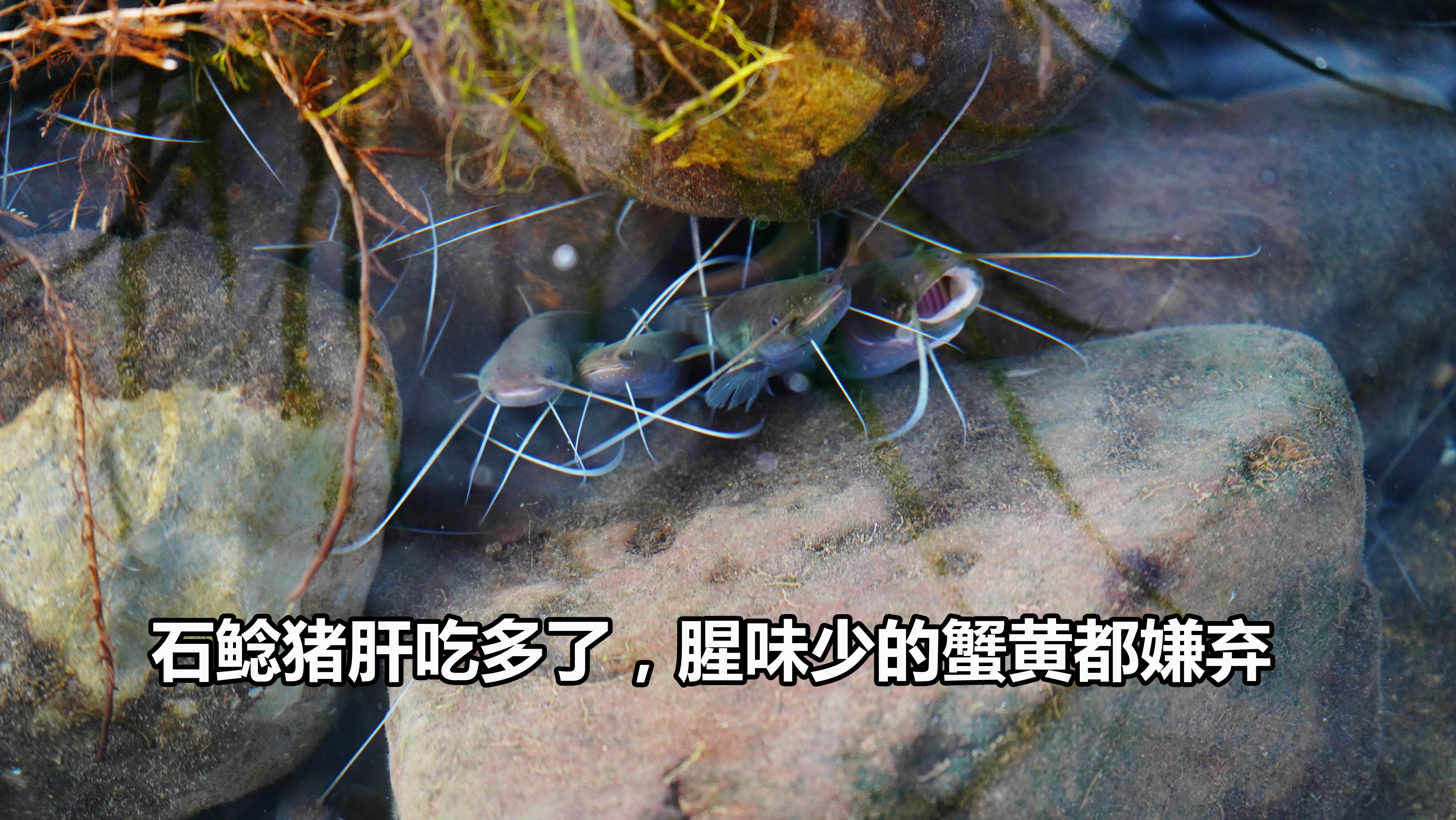 驯养野钓的极品石鲶鱼，猪肝喂多了，就连腥味小的蟹黄都不爱吃了