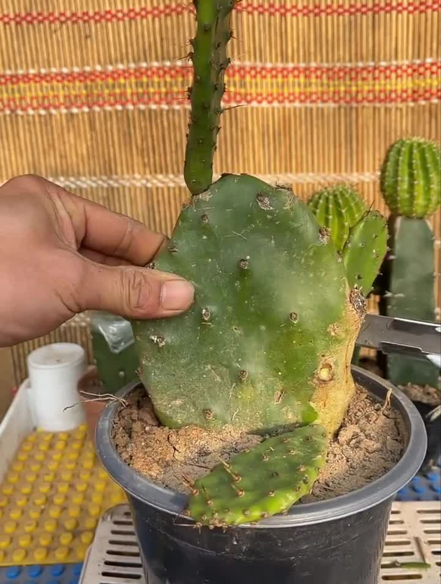 仙人掌嫁接白檀分享家庭养花知识种植小技巧-度小视