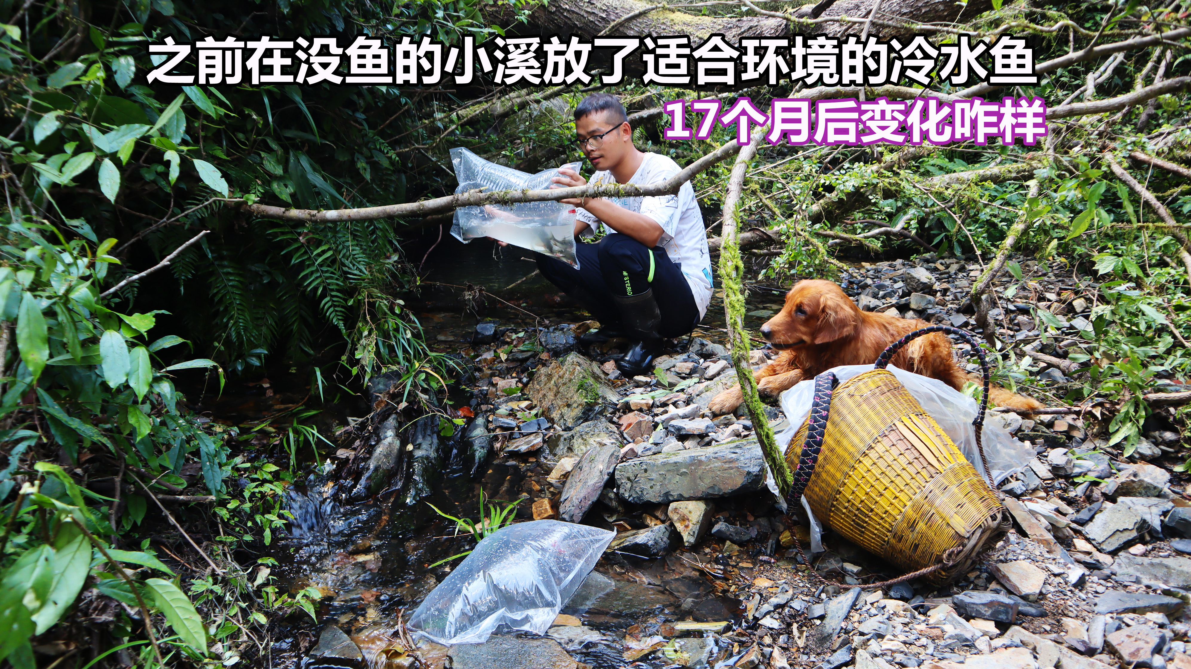 尝试恢复这条没鱼的小溪，17个月经历了大喜大悲，现在水里有鱼了