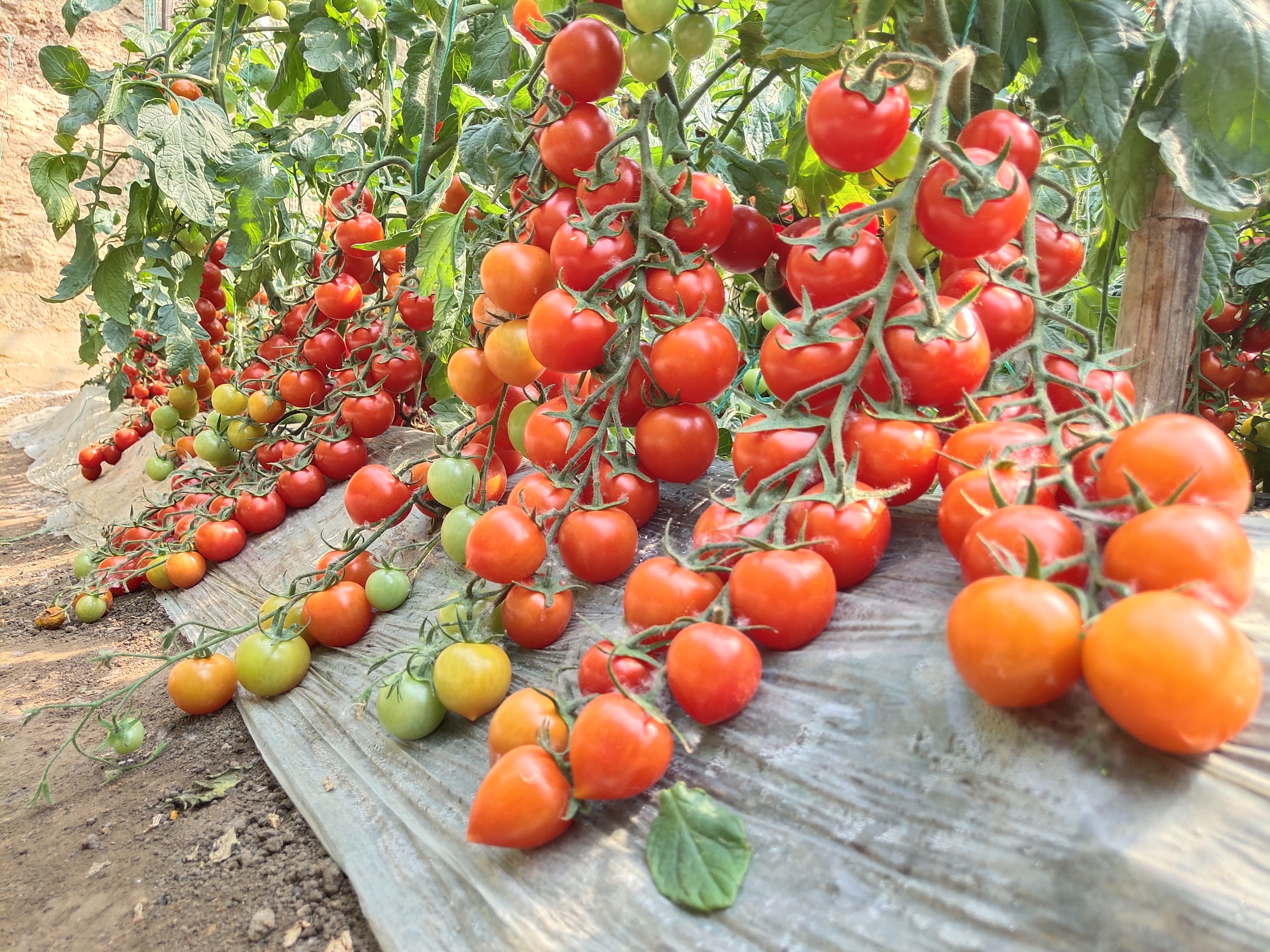 菜农种自封顶小番茄,省时省工一棵9穗8斤果,亩产22000斤很轻松