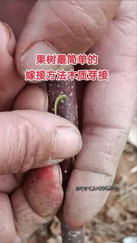 嫁接技术持续分享,果树最简单的嫁接方法-度小视