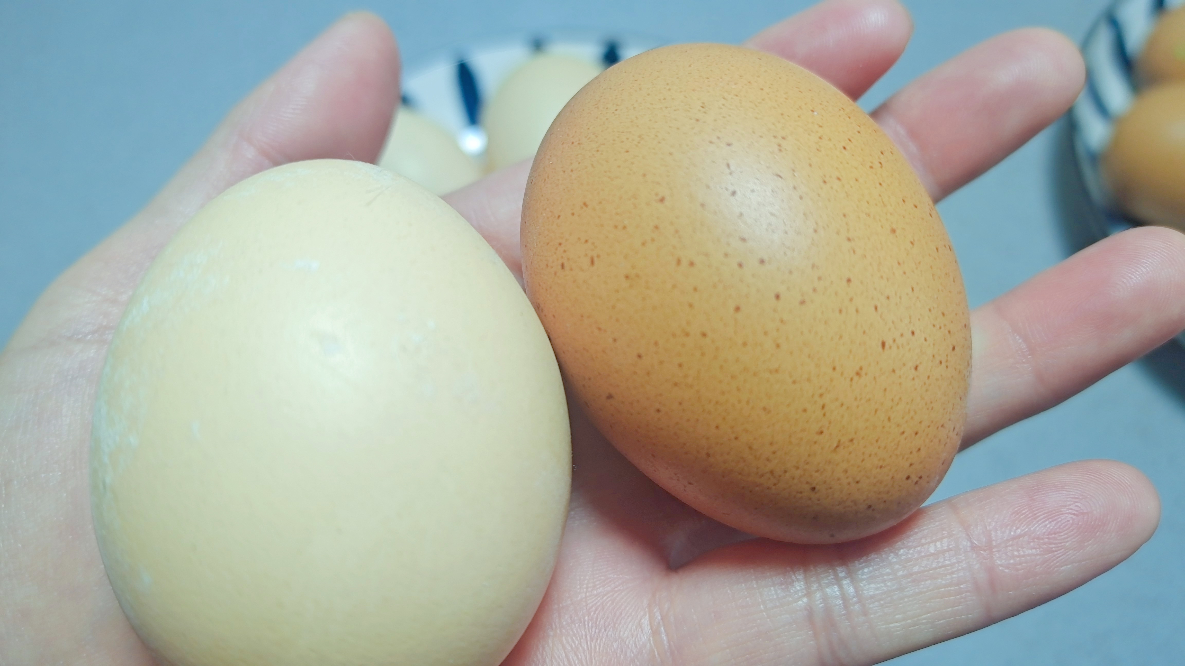 同样是鸡蛋,“白蛋”和“红蛋”有什么不同,弄懂再买不吃亏