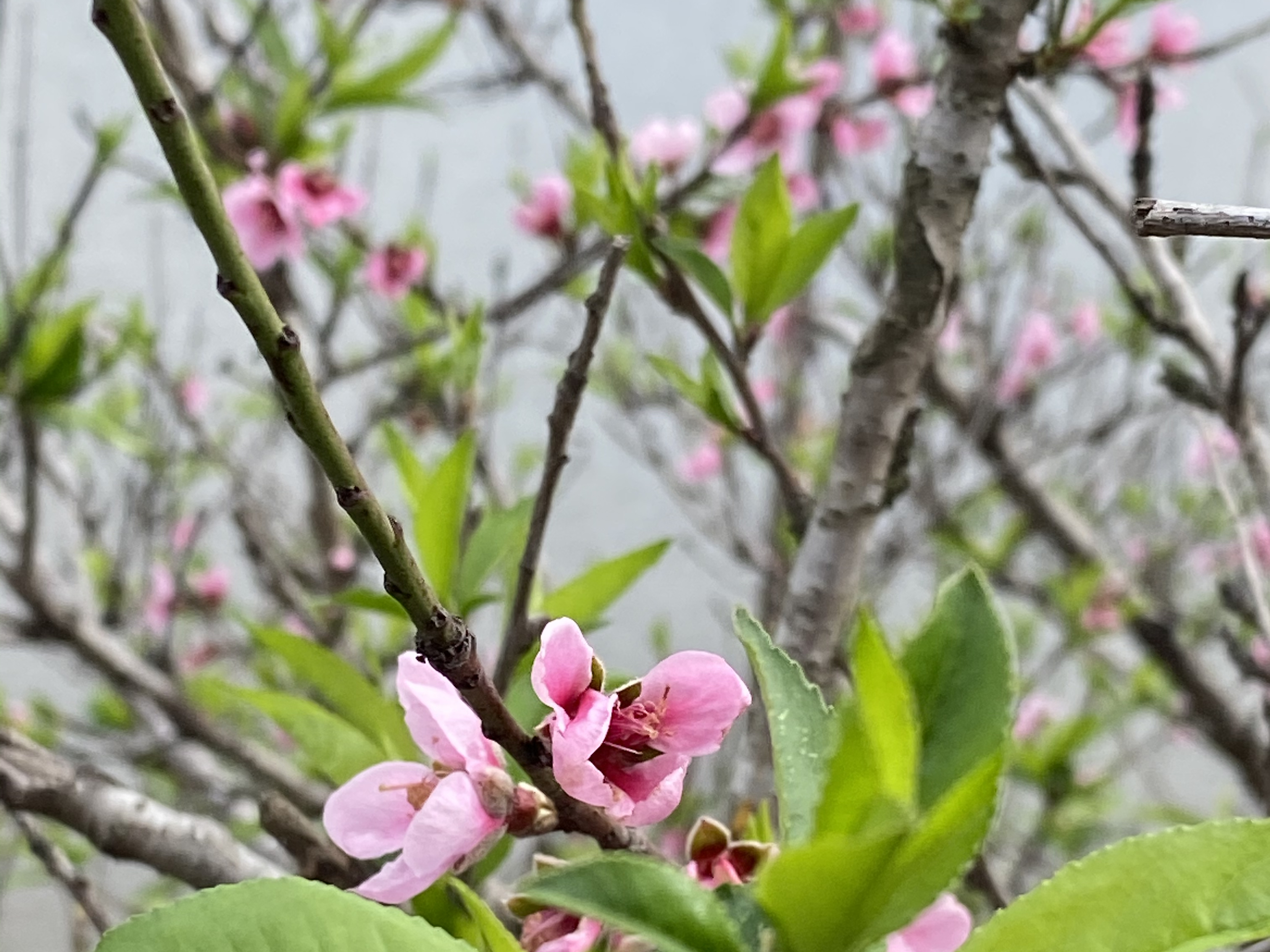 一花现,万物生,期待未来更好