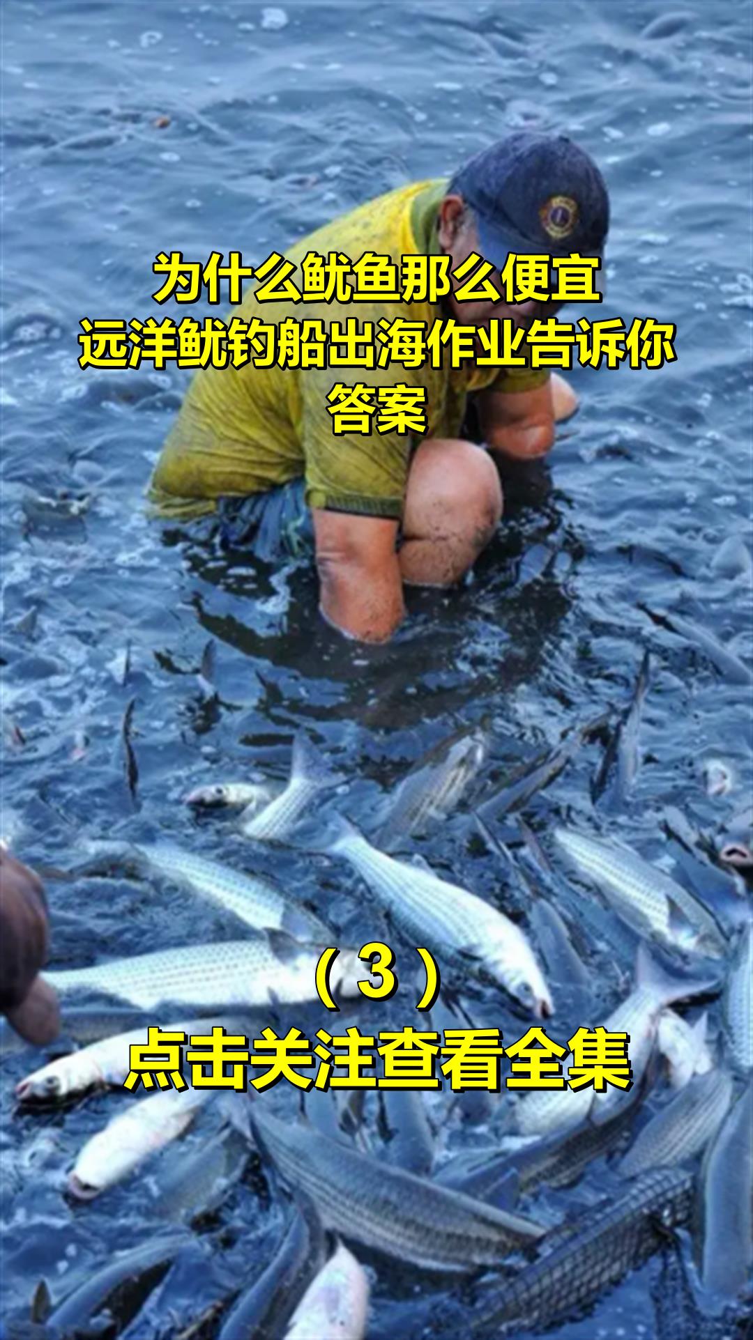 為什麼魷魚那麼便宜?遠洋魷釣船出海作業告訴你答案3