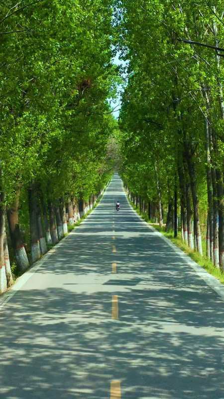 乡村小路,大家七夕快乐,最美的风景在路上