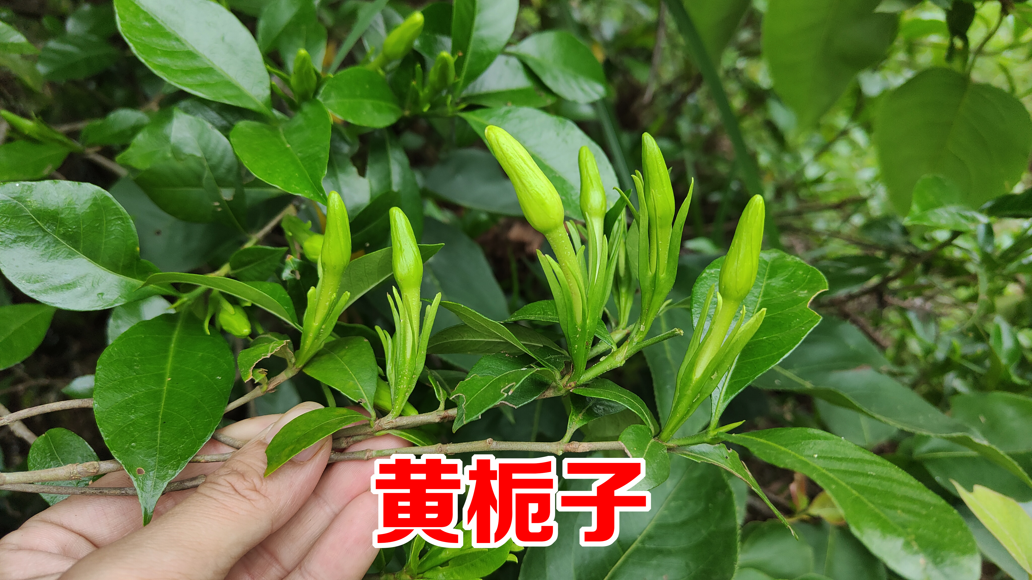 农村的黄栀子被称为“肝的守护神”？为啥这么珍贵，很多人不知道
