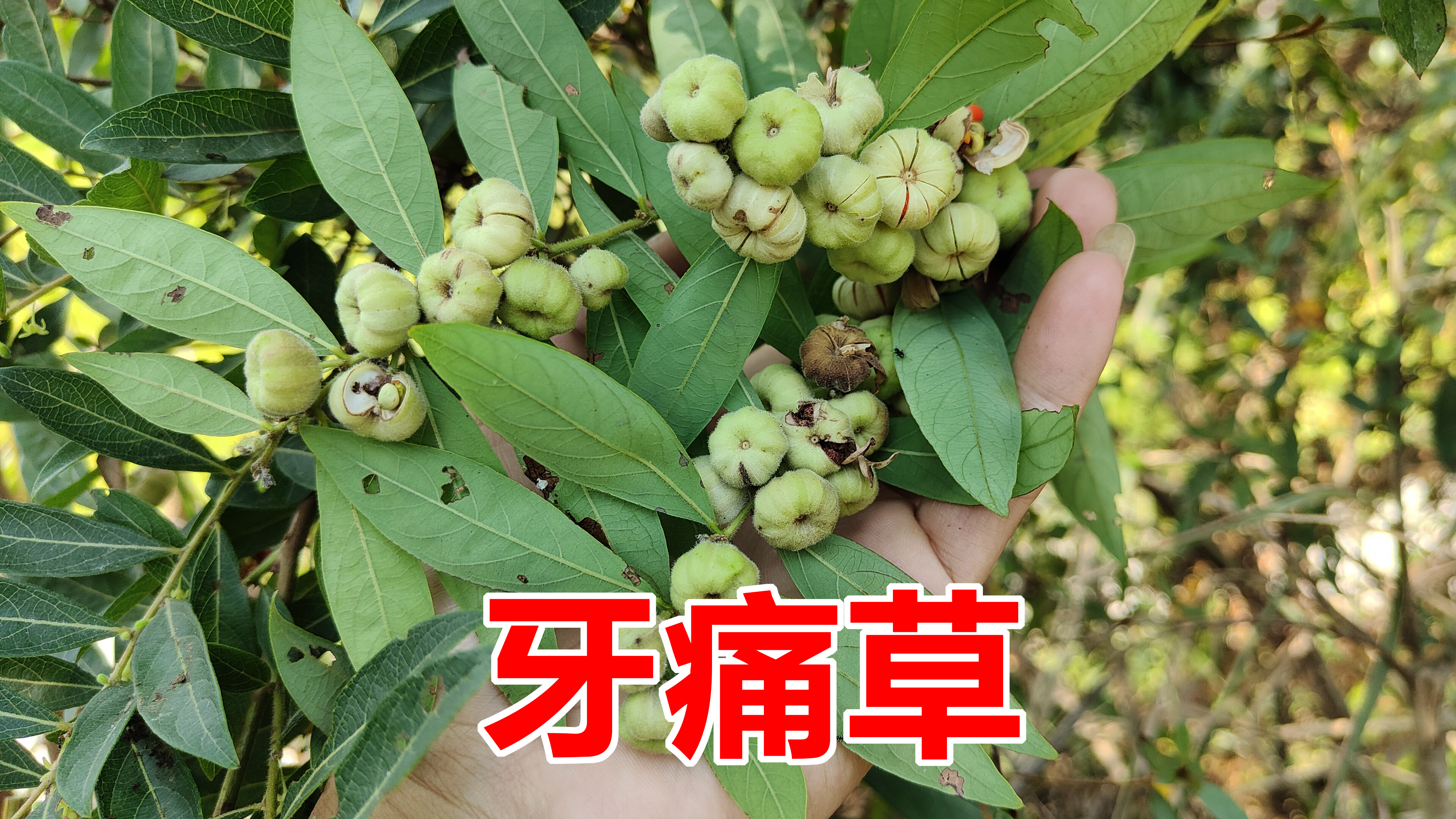 算盘子号称“牙痛草”，叶子捣烂调蜂蜜作用厉害了，很多人不知道