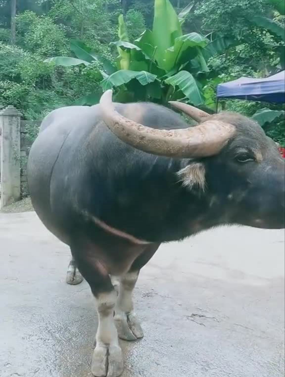 云南泸西亚太斗牛军团当家牛王,小河牛王备战出征贵州铜仁