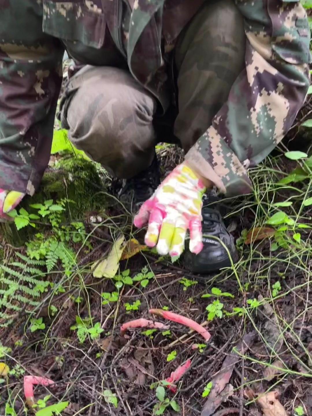 蛇蛋里长出的蘑菇红鬼笔你见过吗现在很难找到了