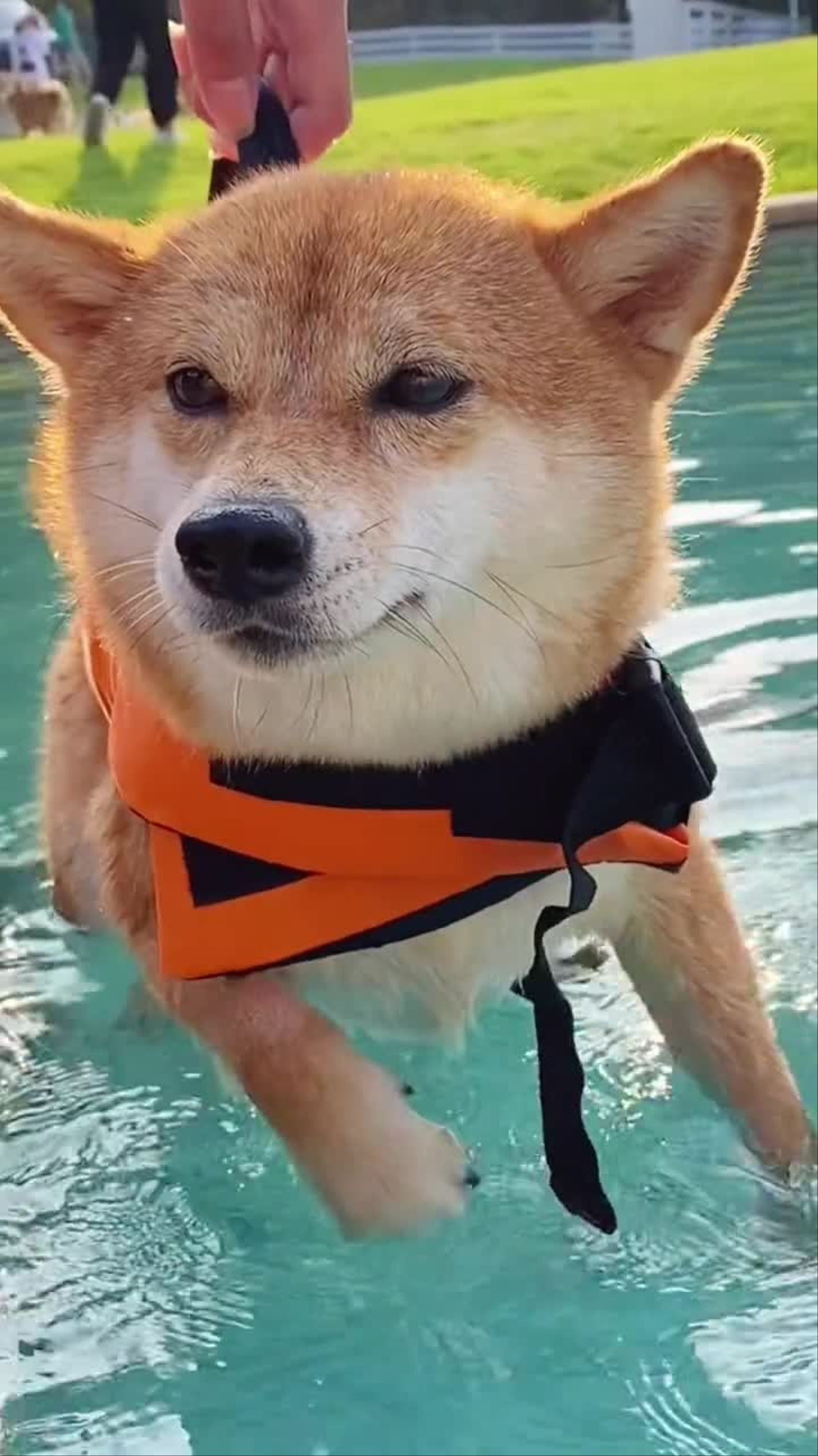 下班摸鱼的你萌宠出道计划宠物游泳柴犬