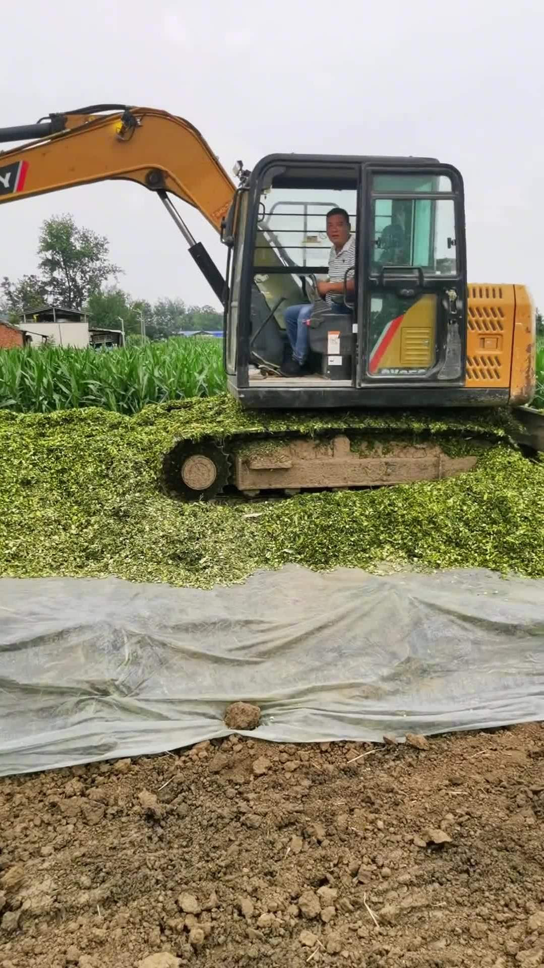 地面青贮正在进行中三农临泉羊哥