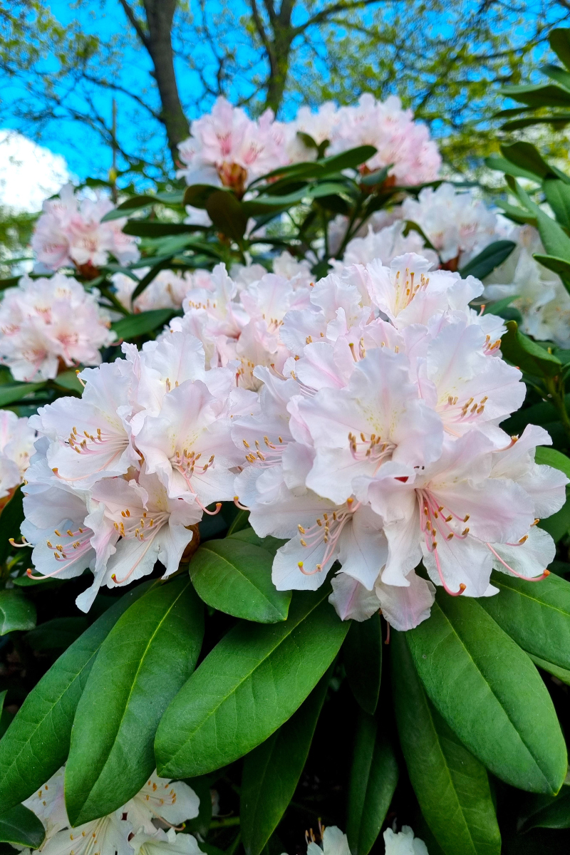 杜娟花开:春天的使者   每当春天来临时,大地开始复苏,树木开始发芽
