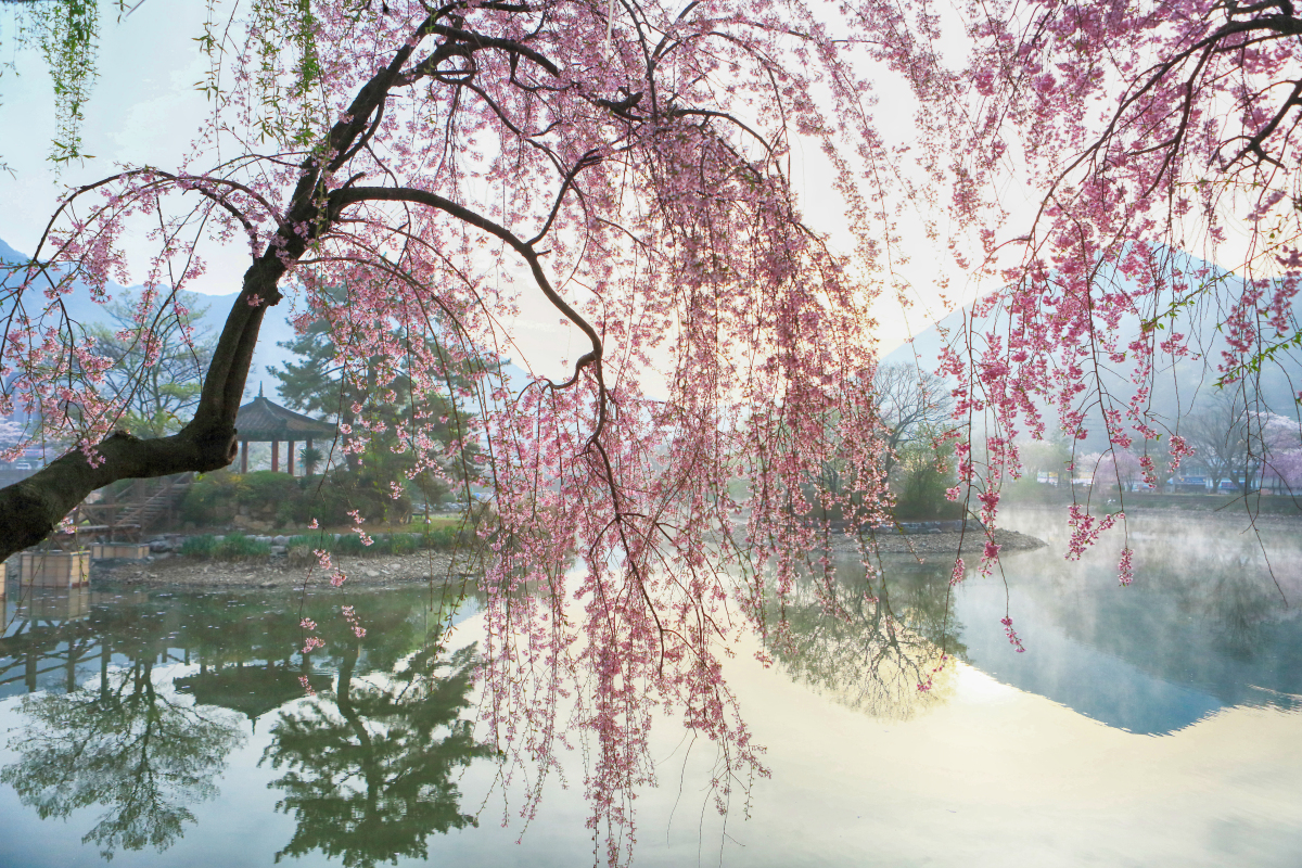 临沂刘欣贤  于2024年4月19日  甲辰年三月十一日 谷雨 四月樱花芳香