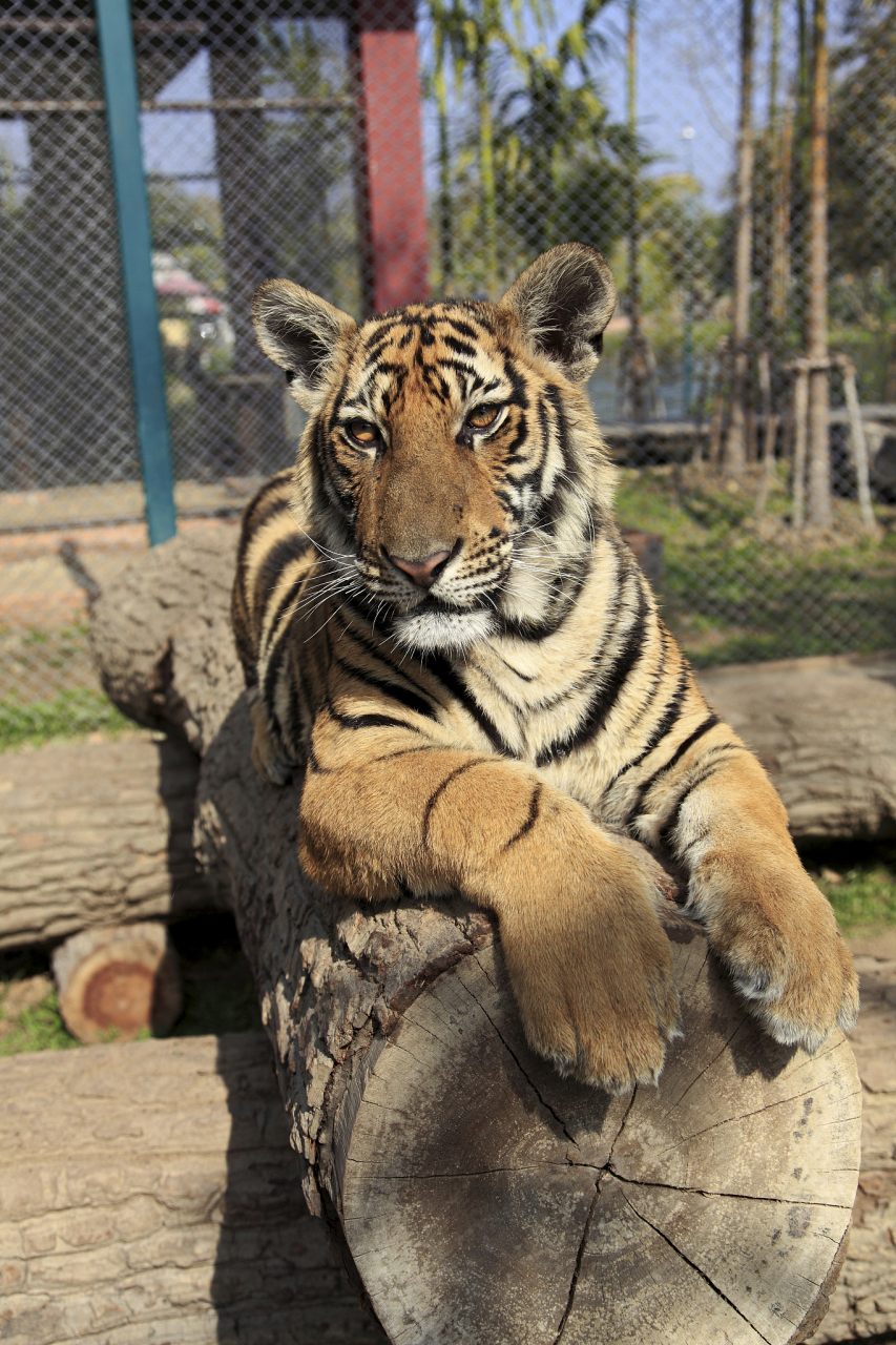 今天去了动物园,看到了威风凛凛的老虎99.那眼神,仿佛能洞察人心.