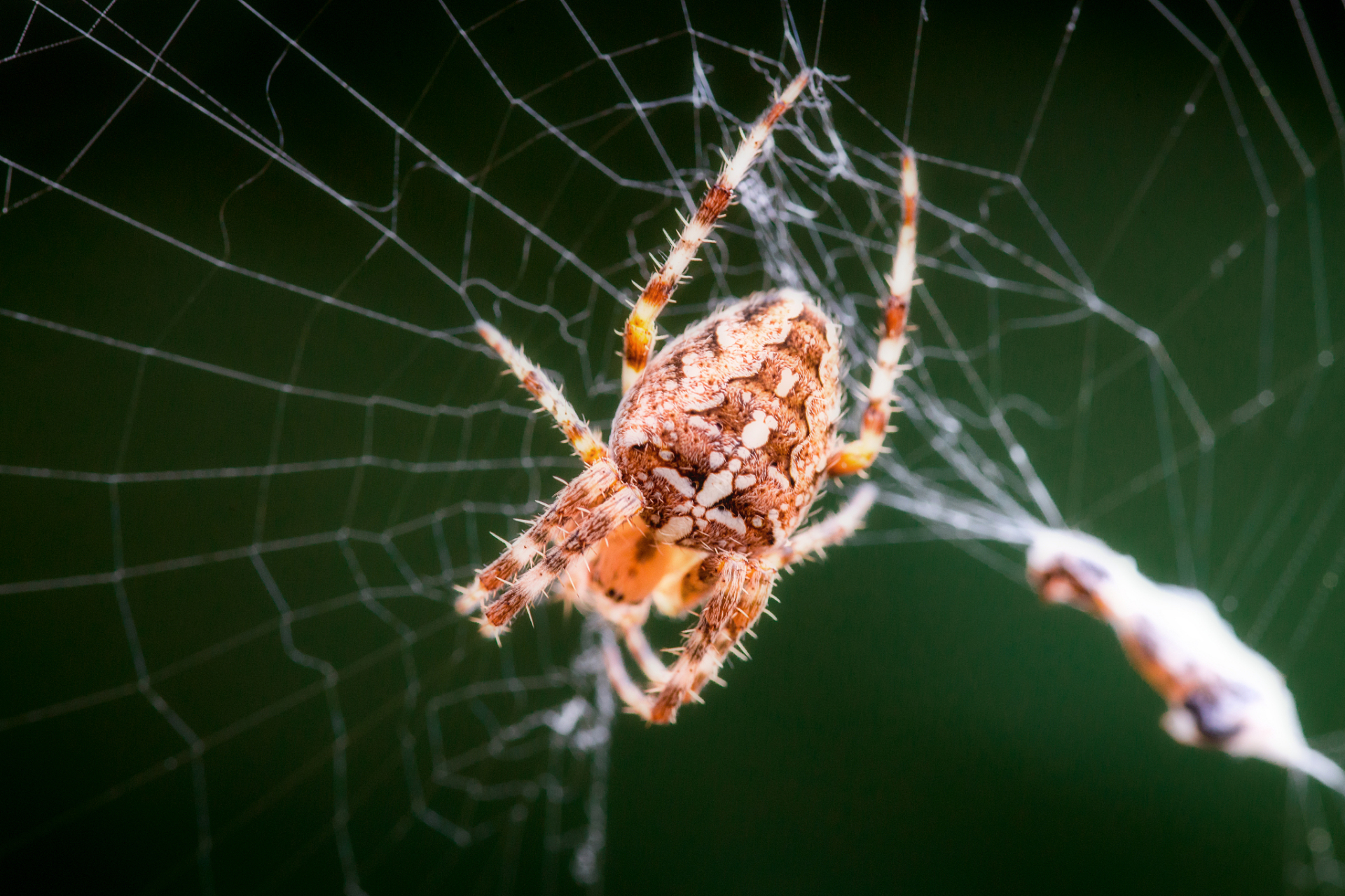 你可能不知道,其实蜘蛛不属于昆虫,而是属于蛛形纲.