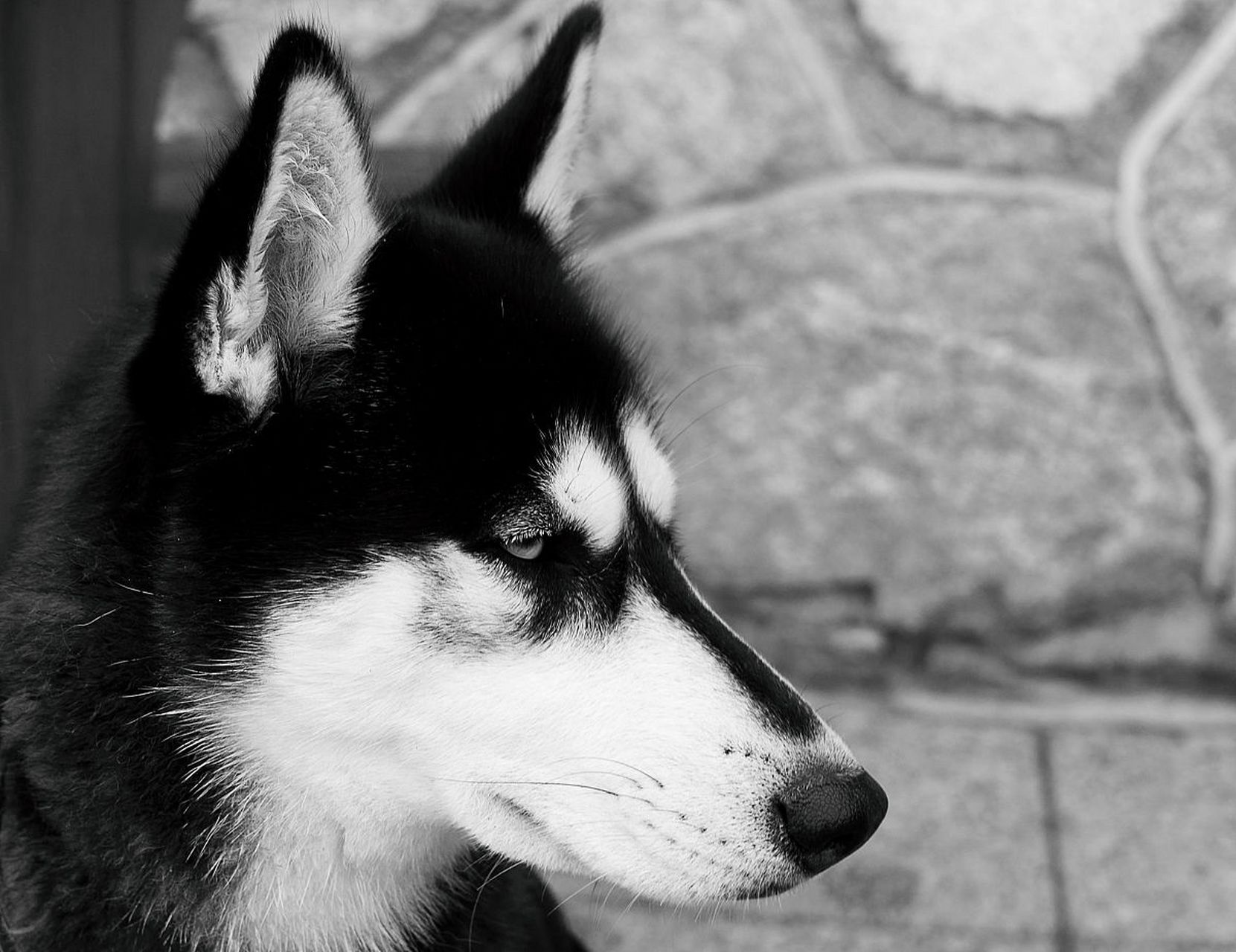 不要叫我单身狗,我的代号是"孤狼".#百度秋冬打卡挑战赛