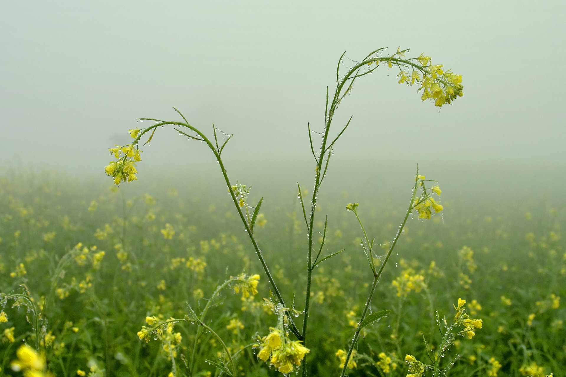 二月春早  二月春风拂面来,万物苏醒生机开.