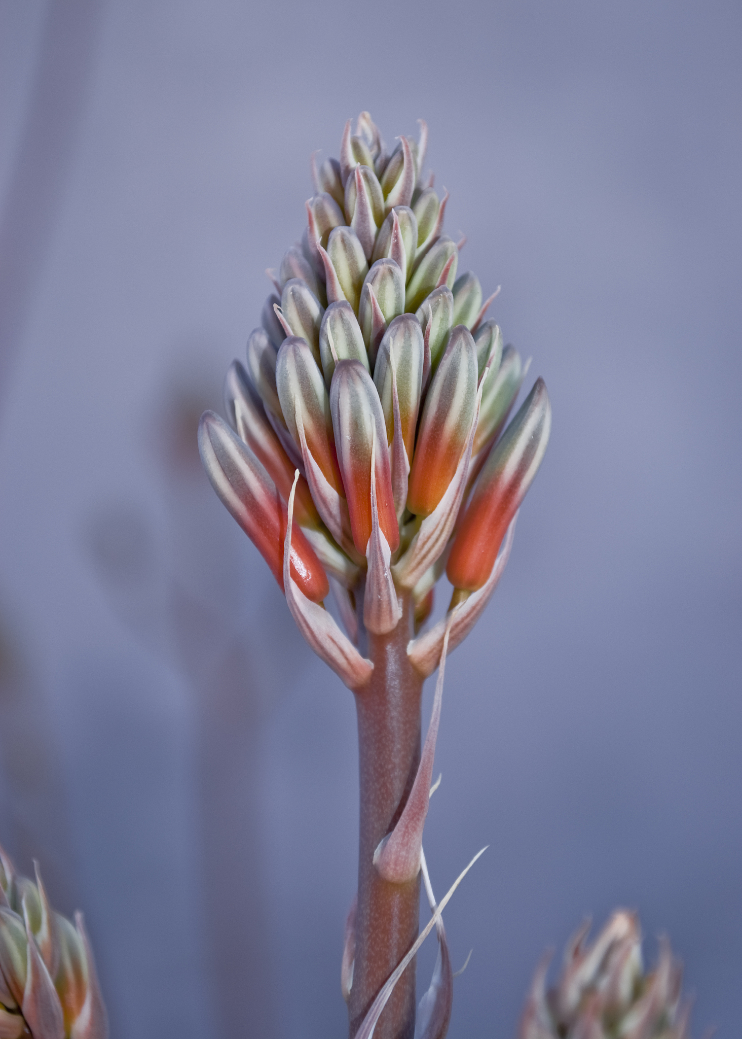 沙漠之花  若你能像沙漠中的花朵  即使常常经历风沙的摧残与掩埋