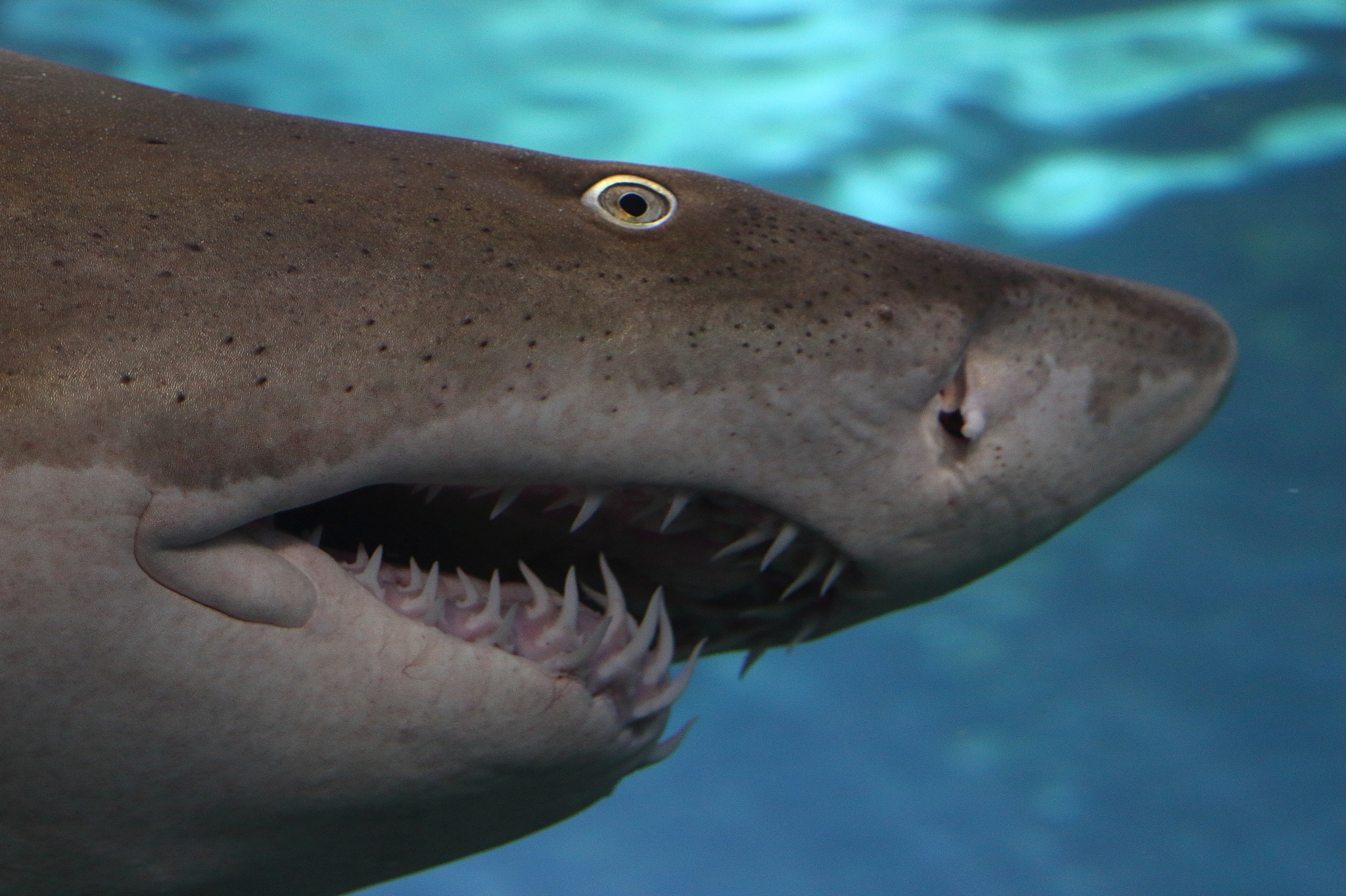 3. 形状多样:不同种类鲨鱼的牙齿形状有所