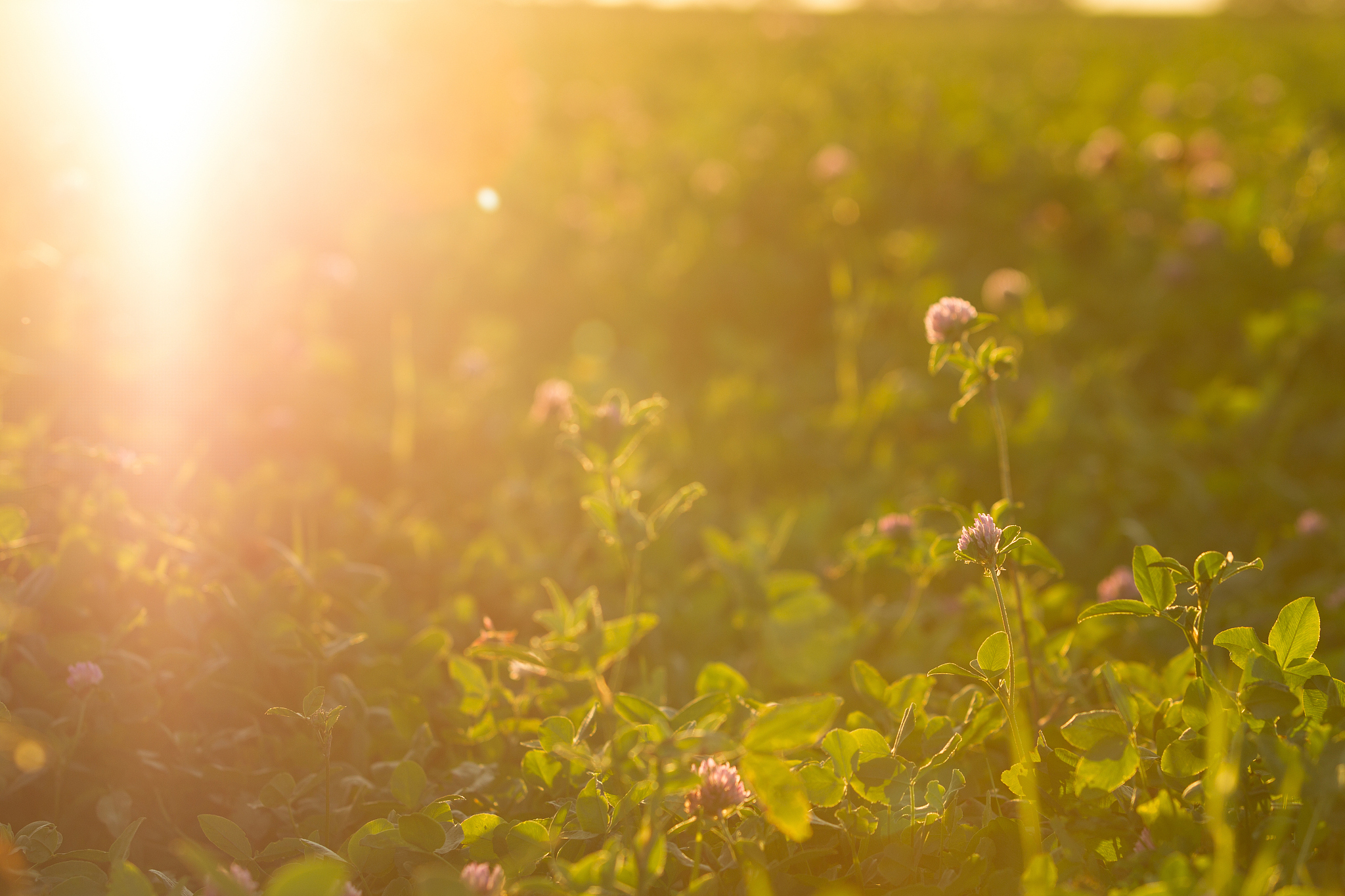 愿我们的生活永远充满阳光和温暖. "520遇小满",愿我们的