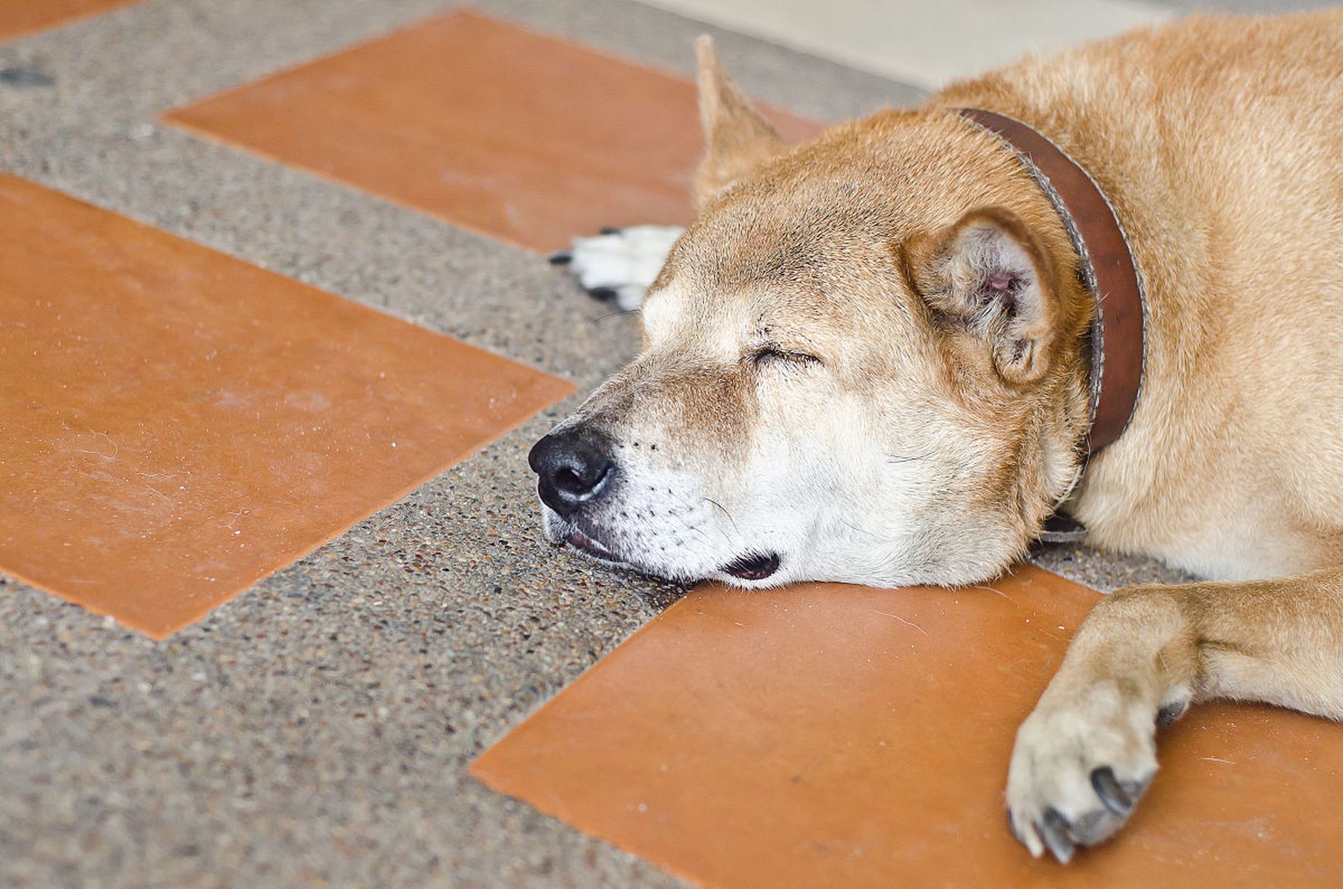今天真是累成狗🐕了,忙了一整天,感觉身体被掏空晕晕乎乎的.