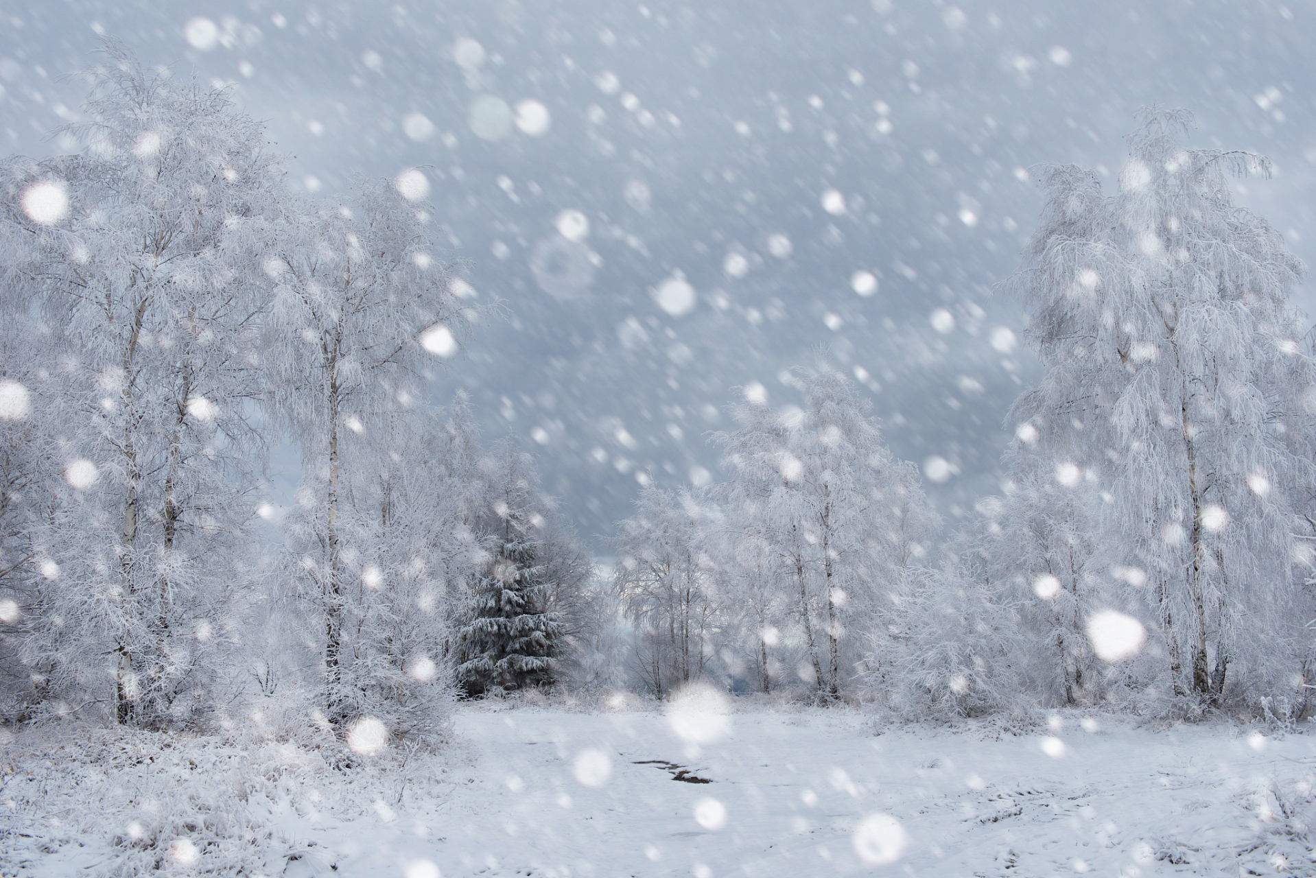 下雪时的情景图片