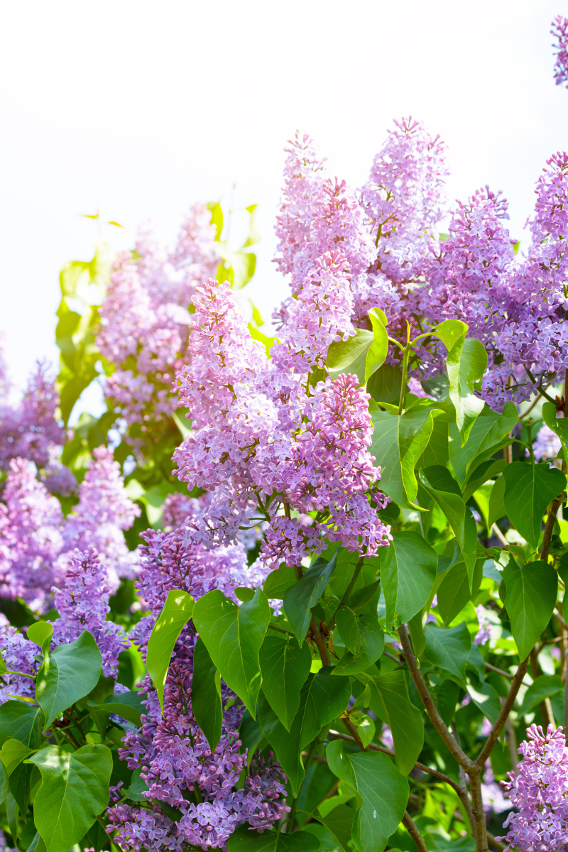 丁香,紫丁香,丛生紫丁香,河北丛生紫丁香,河北紫丁香,丛生紫丁香基地