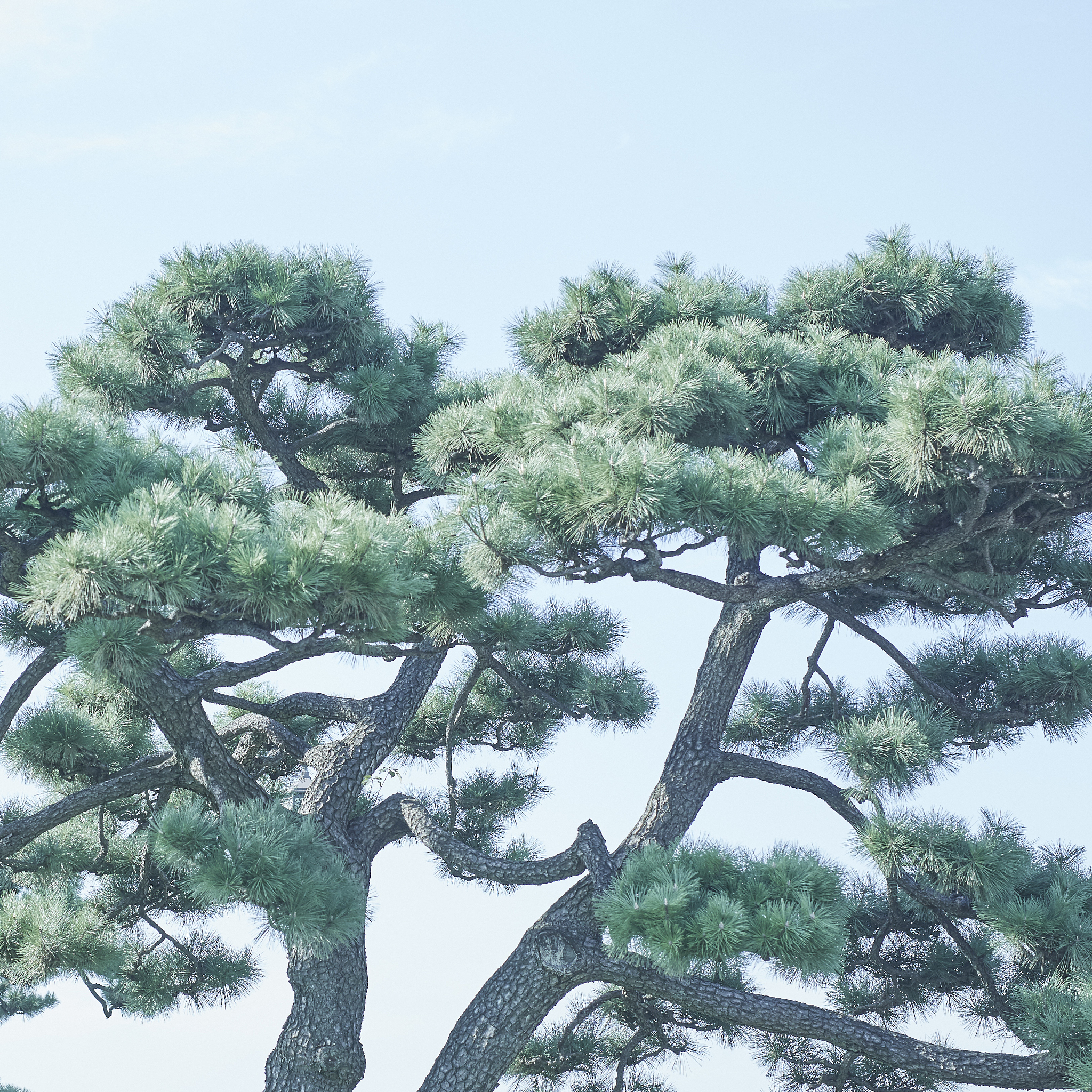 马尾松:坚韧与文化的象征