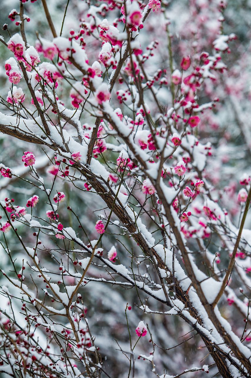 梅花残雪品种的图片图片