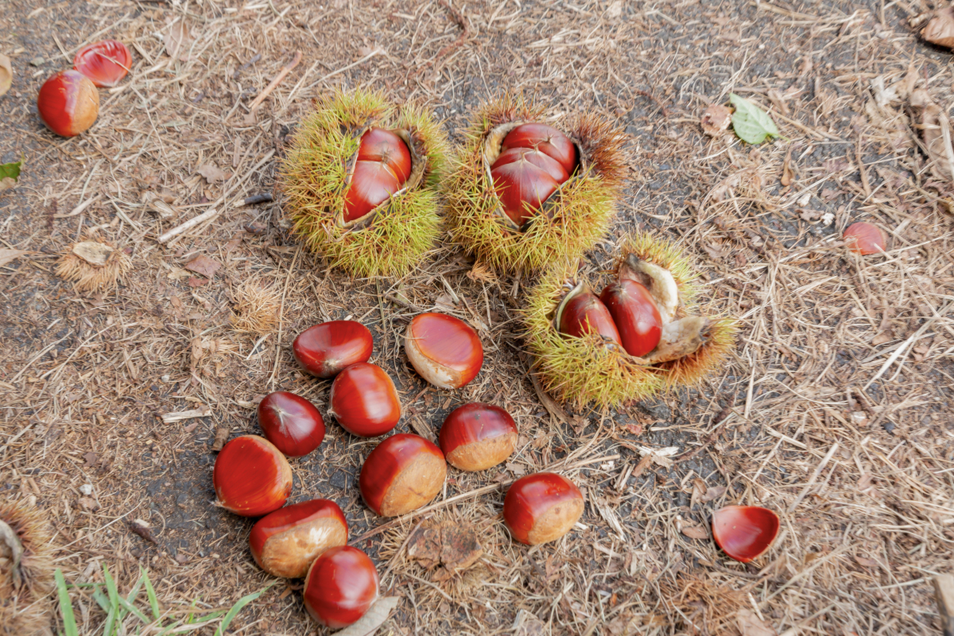 今天收到了朋友送的【正宗丹东特大板栗】,心情格外愉悦!