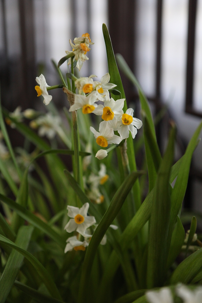 水仙花如何养护