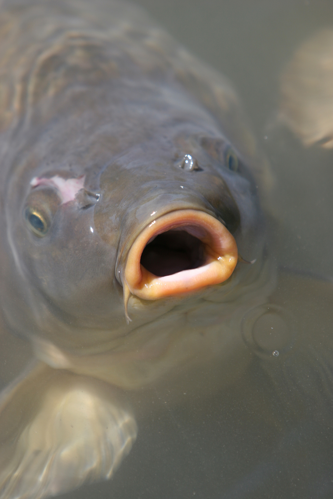 巨口鱼的笑脸:巨口鱼,一种深海鱼类,有一张超大的嘴.