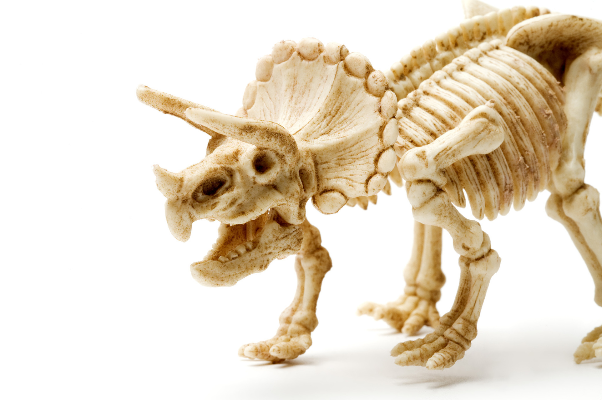 科学家们通过分析恐龙化石中的骨骼结构,发现不同种类的恐龙可能有不