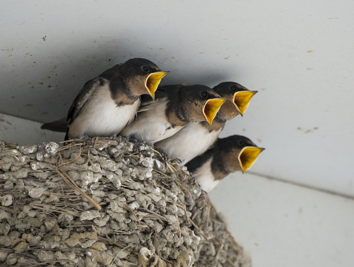 小燕子可以活多久  小燕子的寿命因其种类和生活环境而异,一般寿命在2