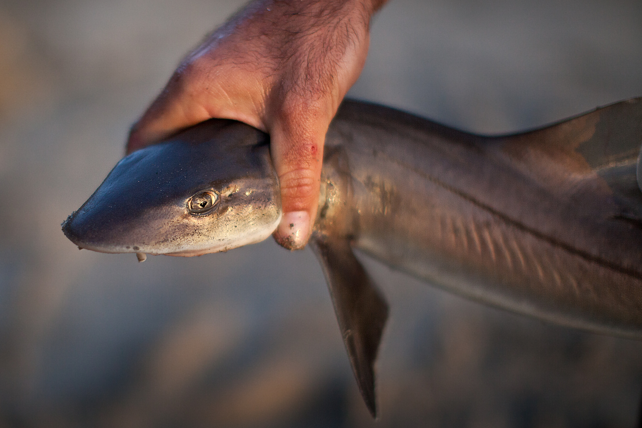 吃鱼喽→哎呦卡住了→去急诊→张大嘴→拔出来了→缴费回家→又吃鱼喽