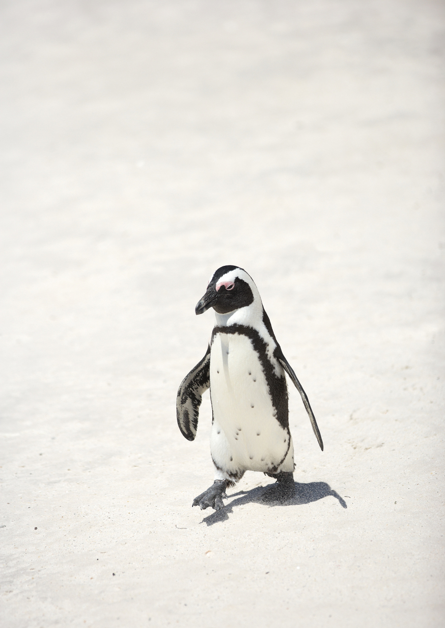 企鹅在陆地上无法行走.