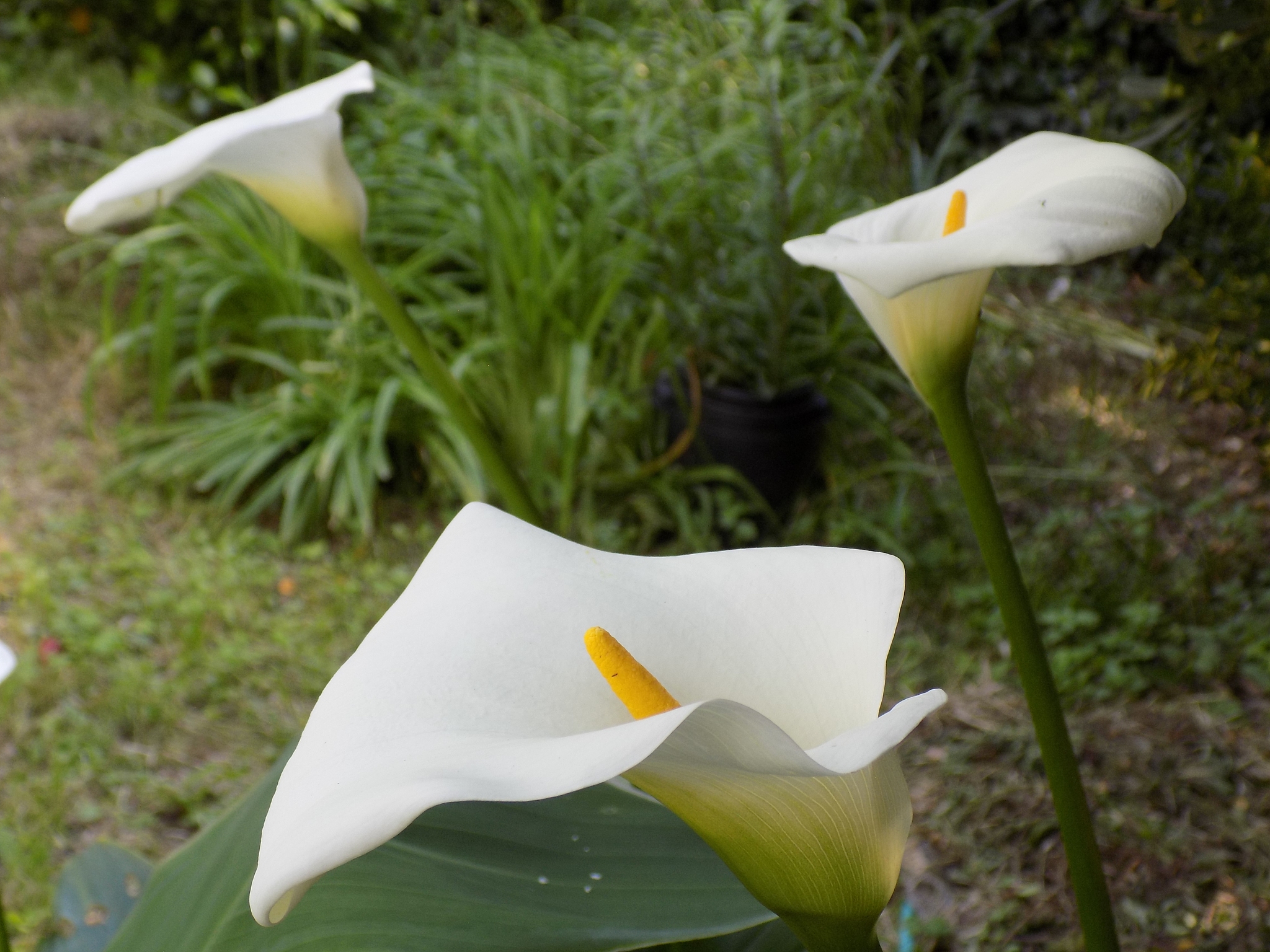 『随花看世界』 马蹄莲(zantedeschia aethiopica),是埃塞俄比亚的
