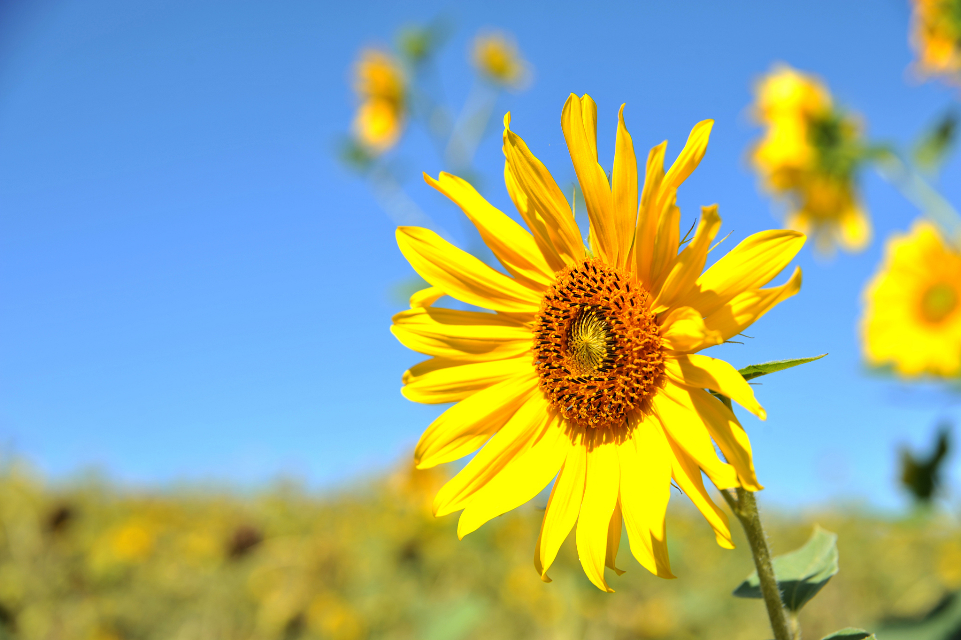 走在街头,感受着温暖的阳光洒在脸上,仿佛所有的烦恼都被晒化了.