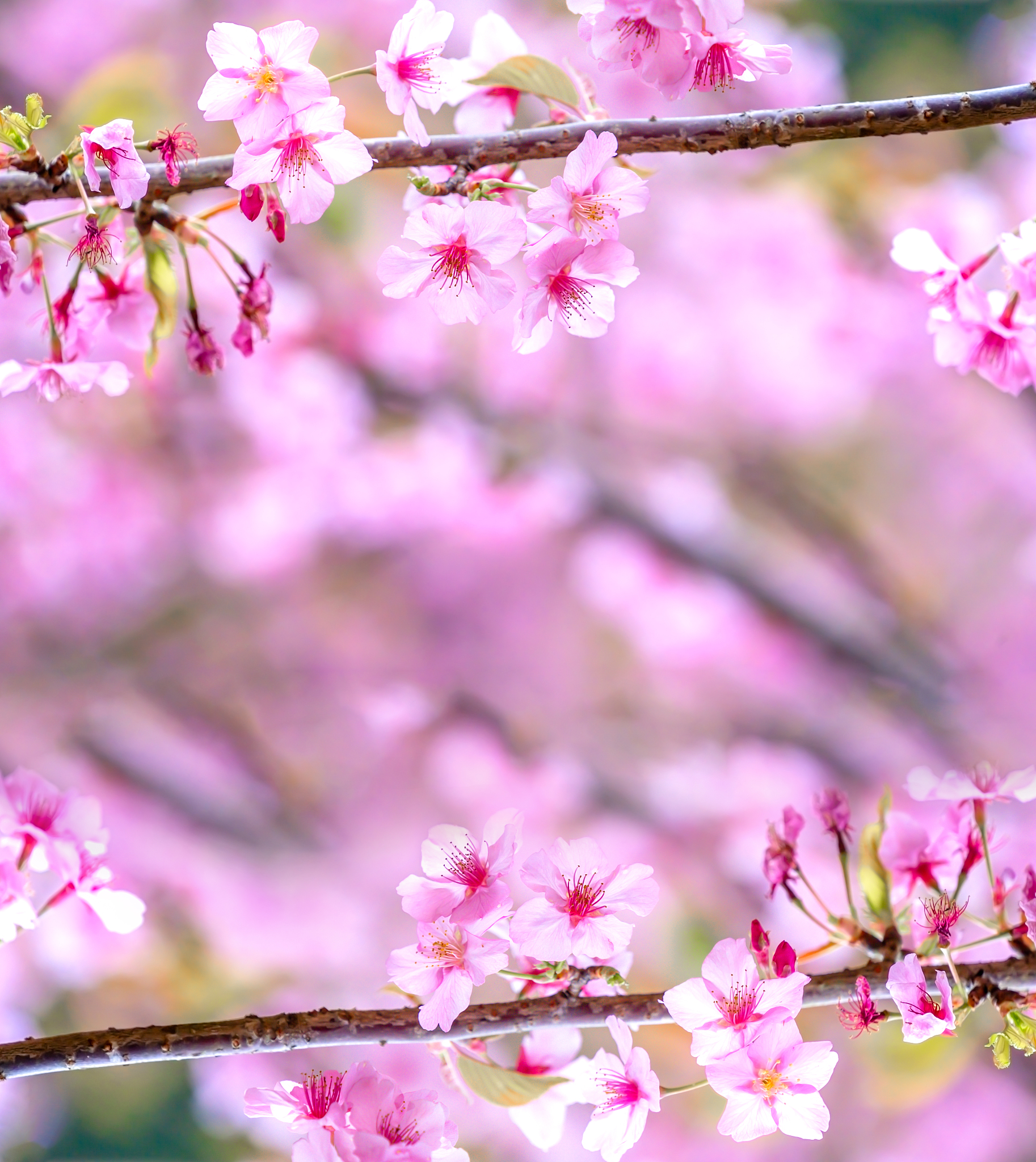 樱花与远方  樱花,如梦中仙子,静静绽放在枝头,花瓣轻颤,似在低语.