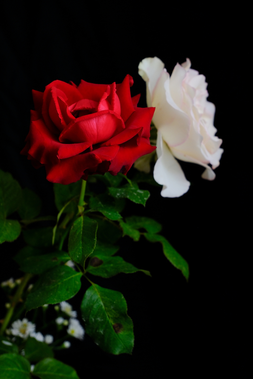 白玫瑰与红玫瑰 白玫瑰娇羞红玫瑰艳, 一白一红两相宜.