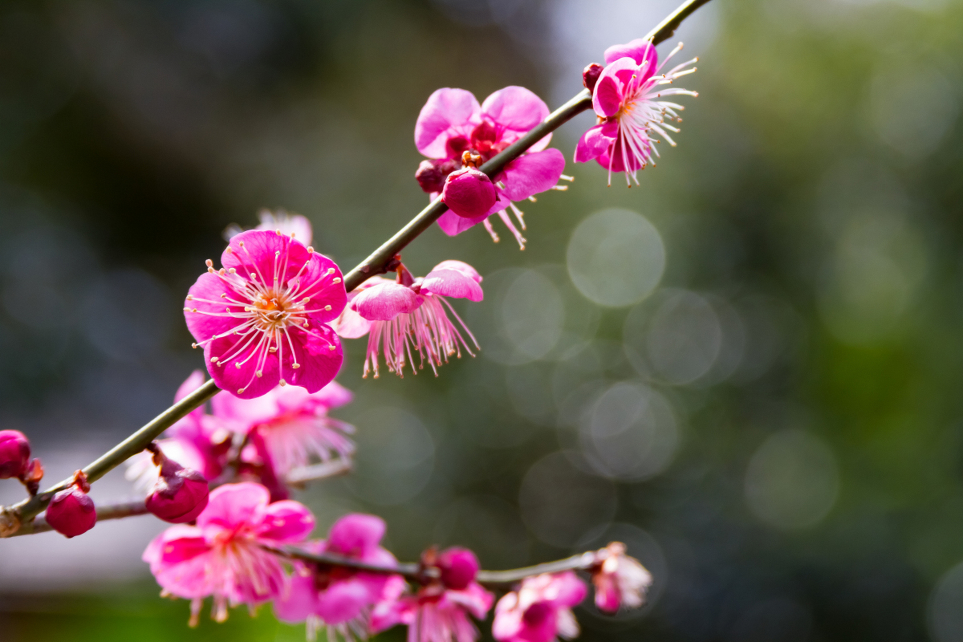 冬天的梅花图片真实图片