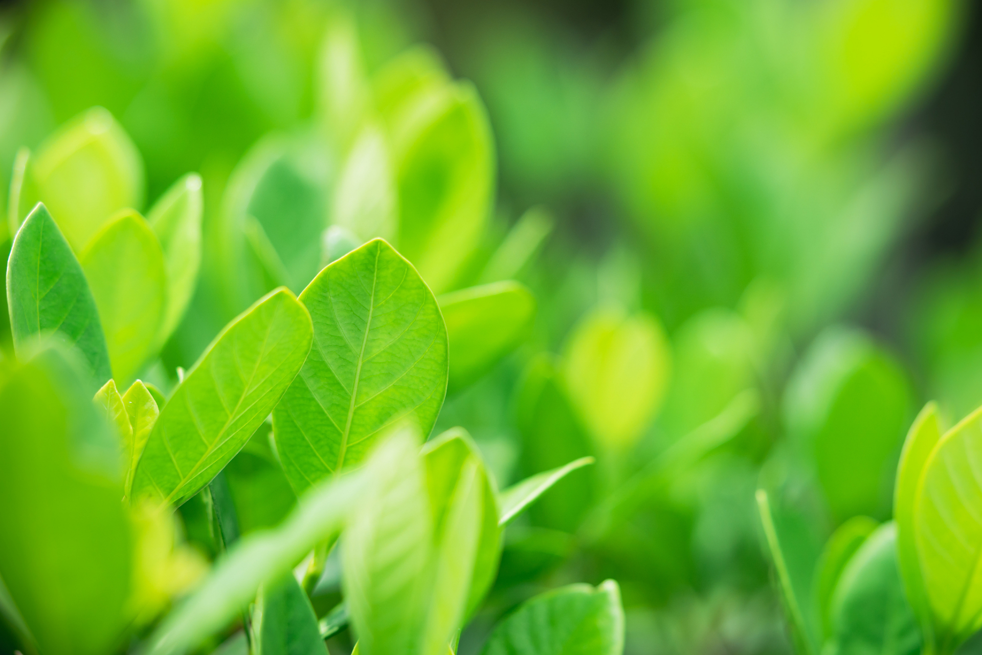 绿色代表生机勃勃,绿色既可以养肝,也可以养眼,更让人赏心悦目#情感