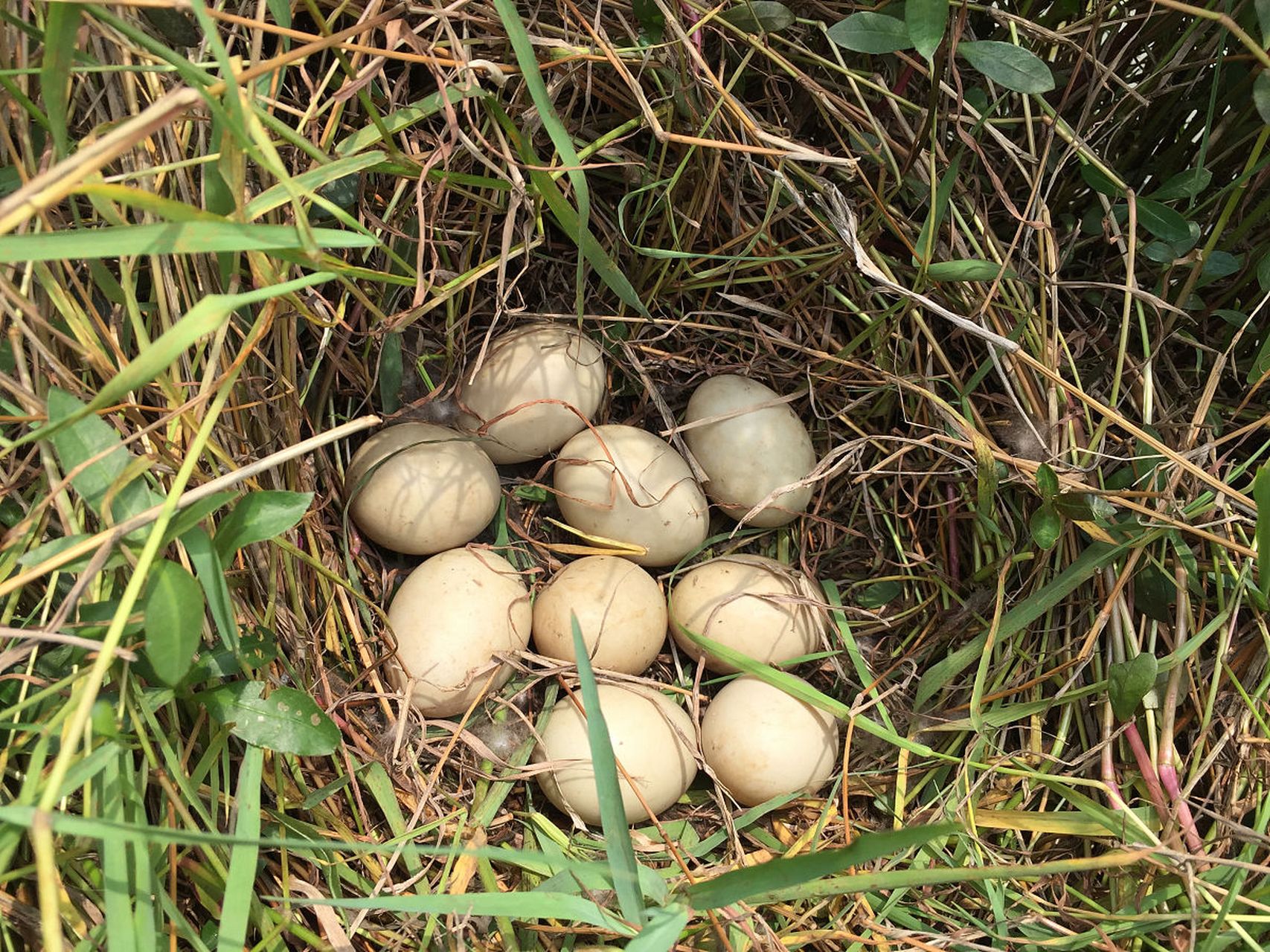 芦丁鸡蛋是由芦丁鸡所产的一种小型鸡蛋,其蛋壳呈绿色或蓝绿色,具有较