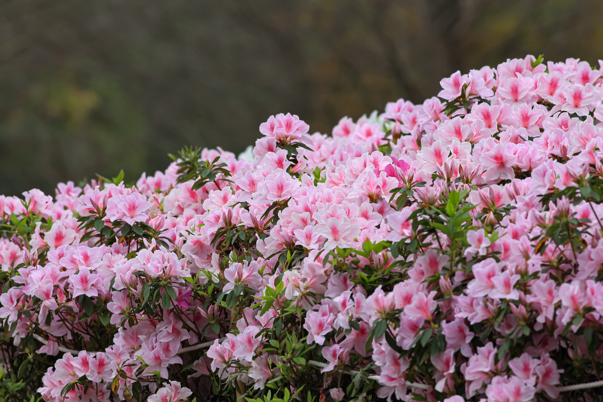 杜鹃花色彩鲜艳,花型娇媚,犹如翩翩起舞的少女.