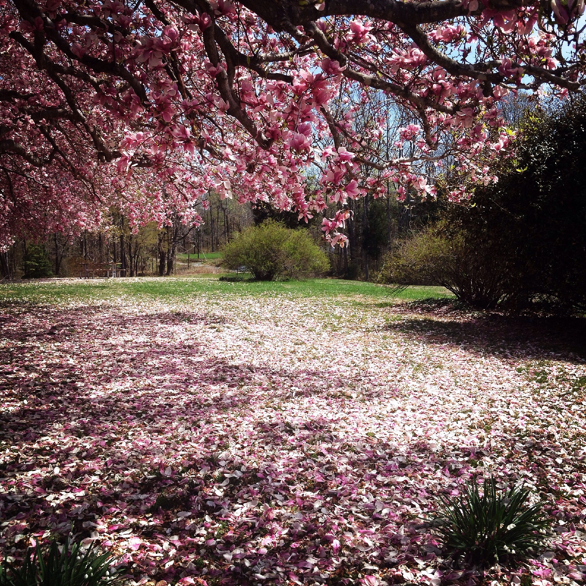 伤感风景 花草图片